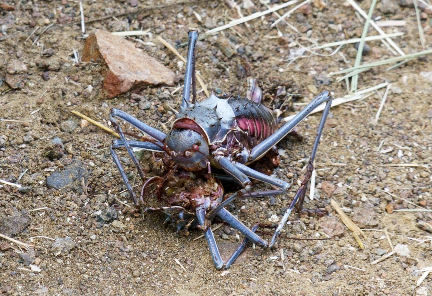 Armoured African Bush Cricket When threatened, it ejects a stream of