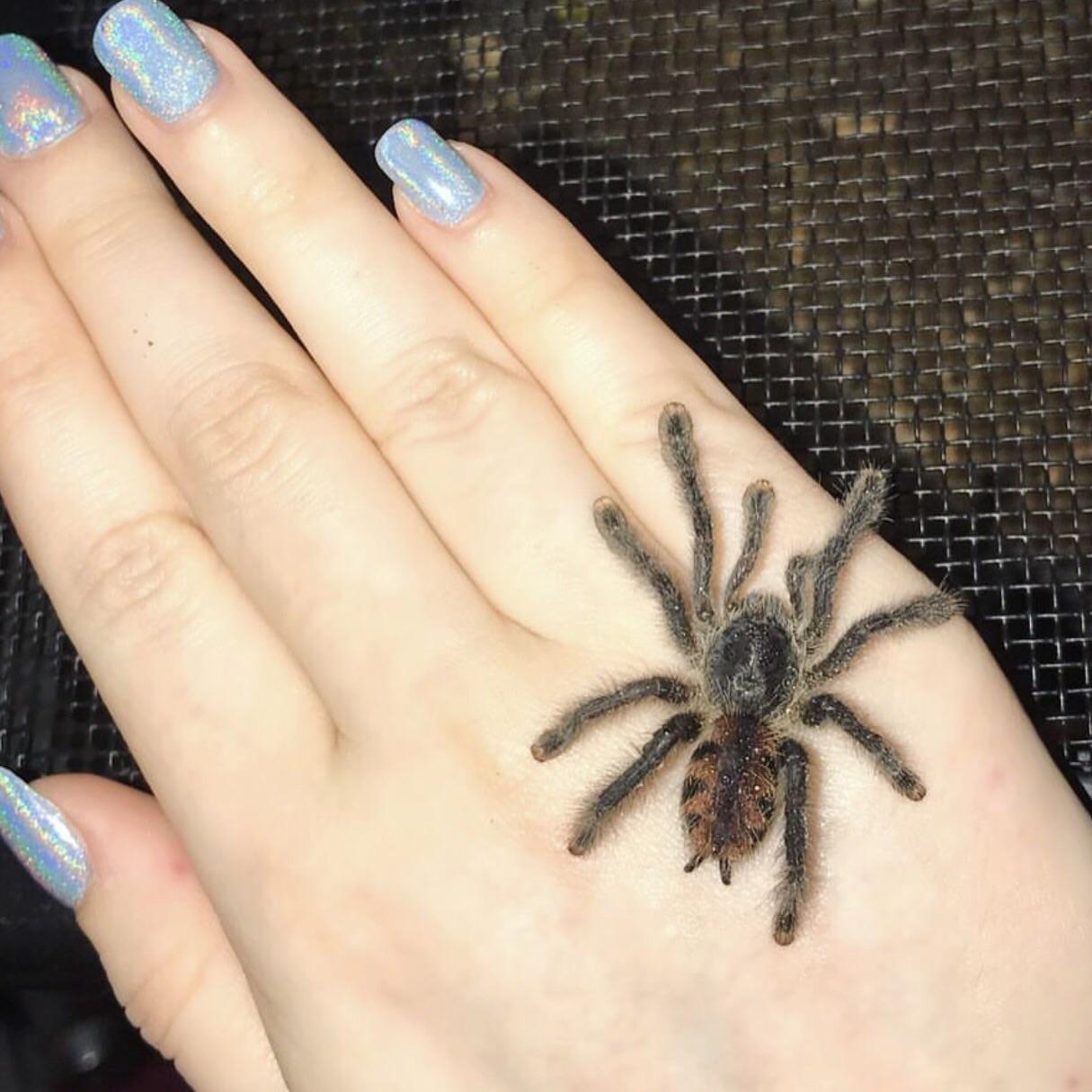 Hey guys it's me again, the crazy spider lady!😂 I'll probably be