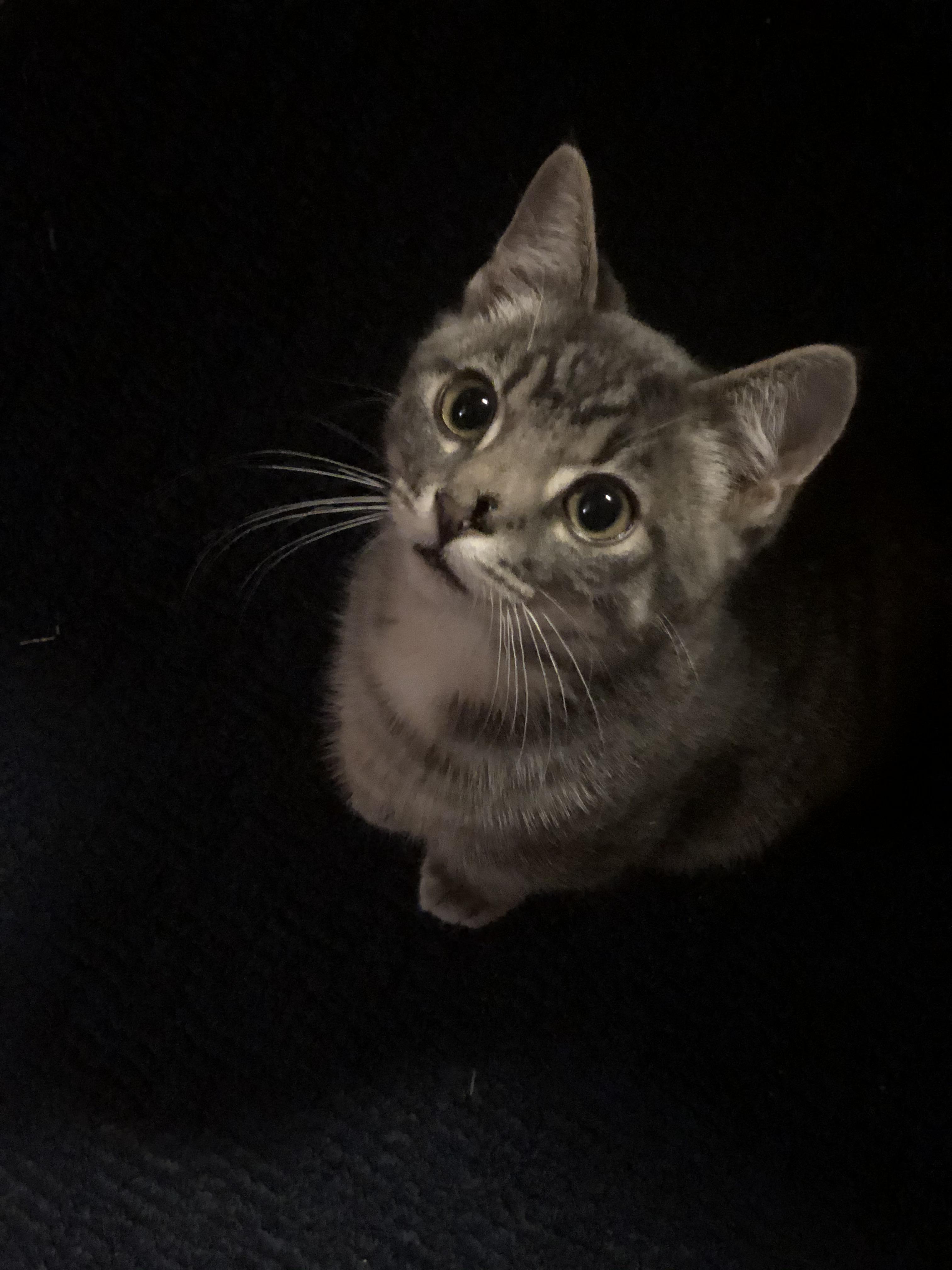 This is Ollie Boy. He is missing his left nare due to trauma as a baby