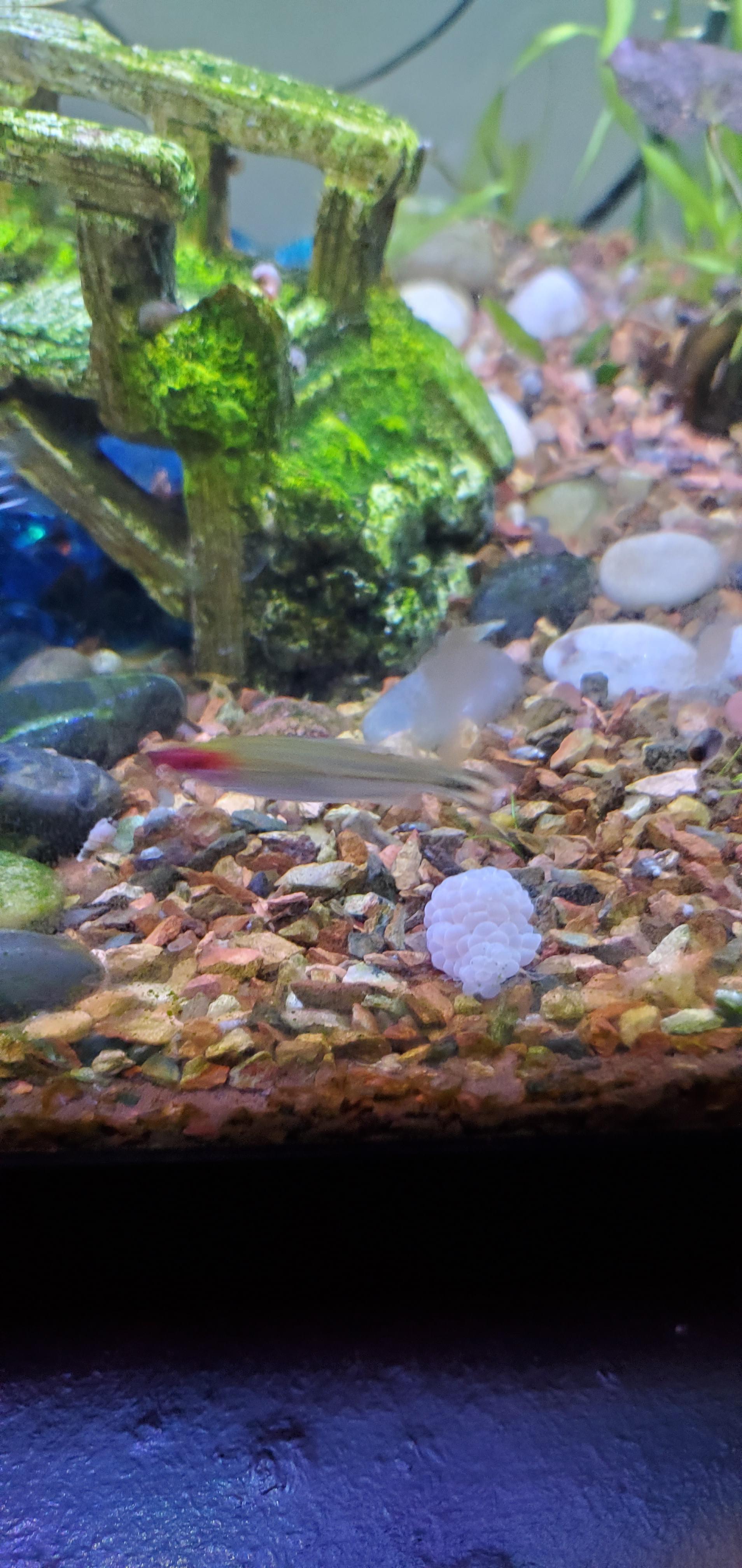 Are these apple snail eggs? How do I take care of them? Aquariums