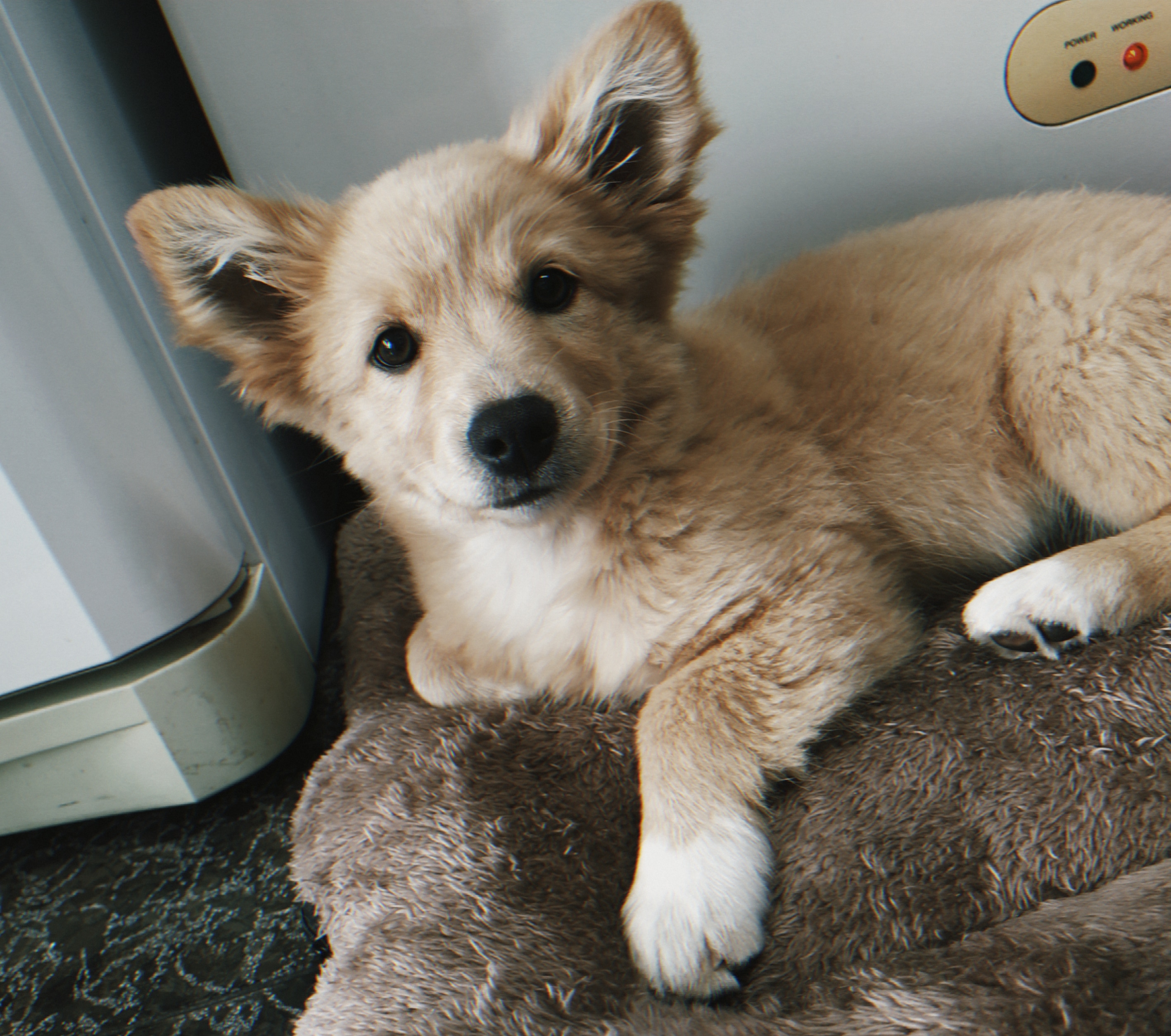 Adopted my first dog 2 days ago. Reddit, meet Milu! r/dogpictures