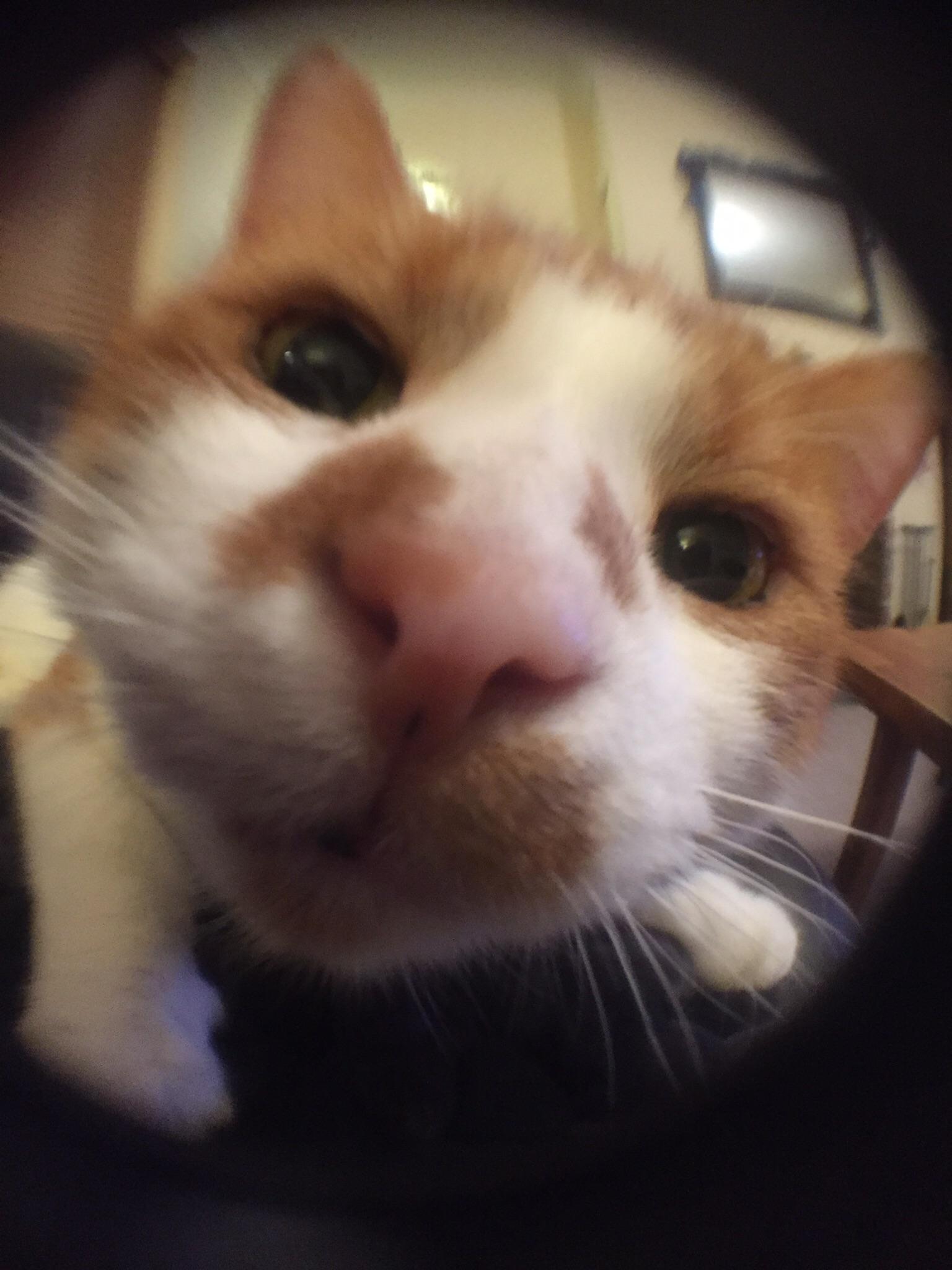Got a fish eye lens for my phone! r/aww