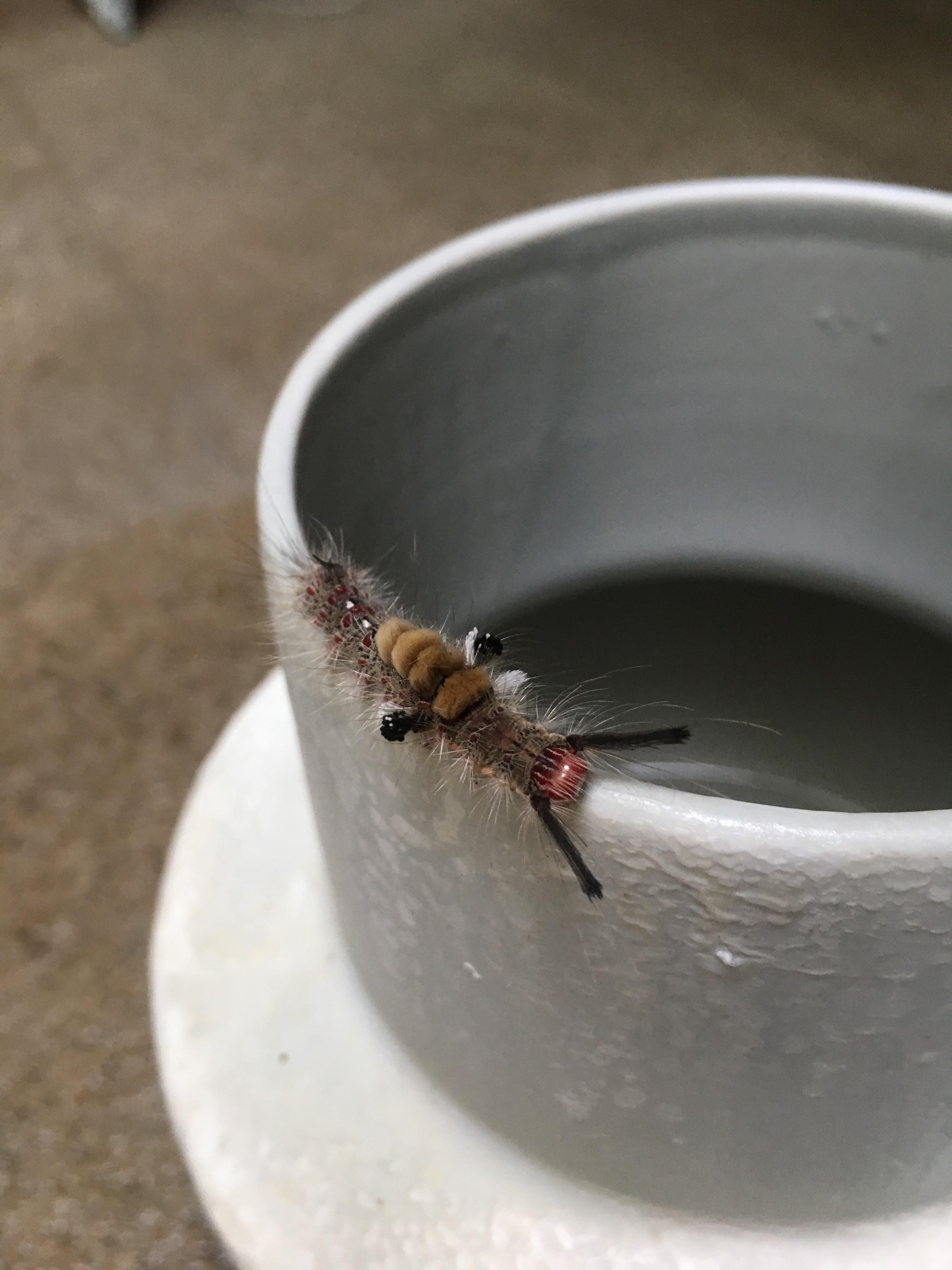 Caterpillar in my house in Singapore r/whatsthisbug