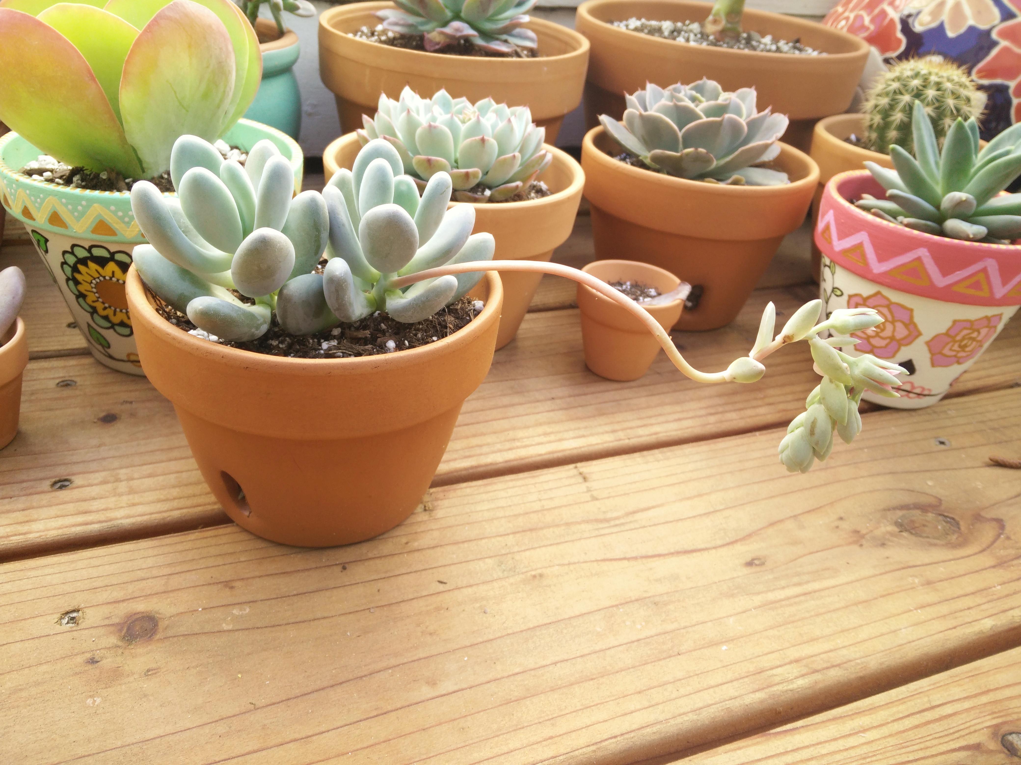 Happy little moonstones r/succulents