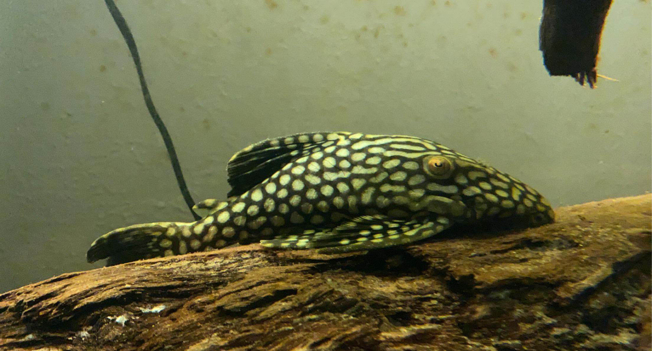 L330 Watermelon Royal Pleco r/Aquariums