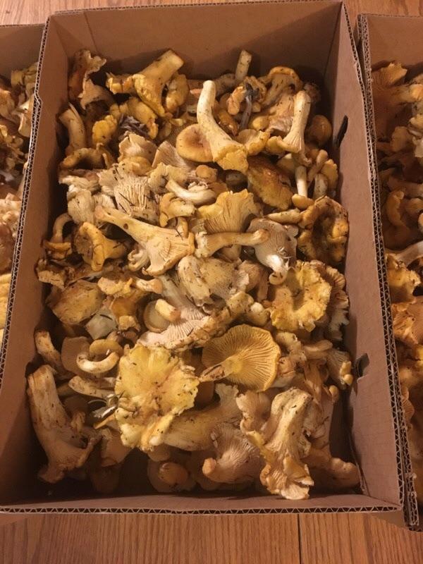 Chanterelles up the wazoo in Oregon r/mycology