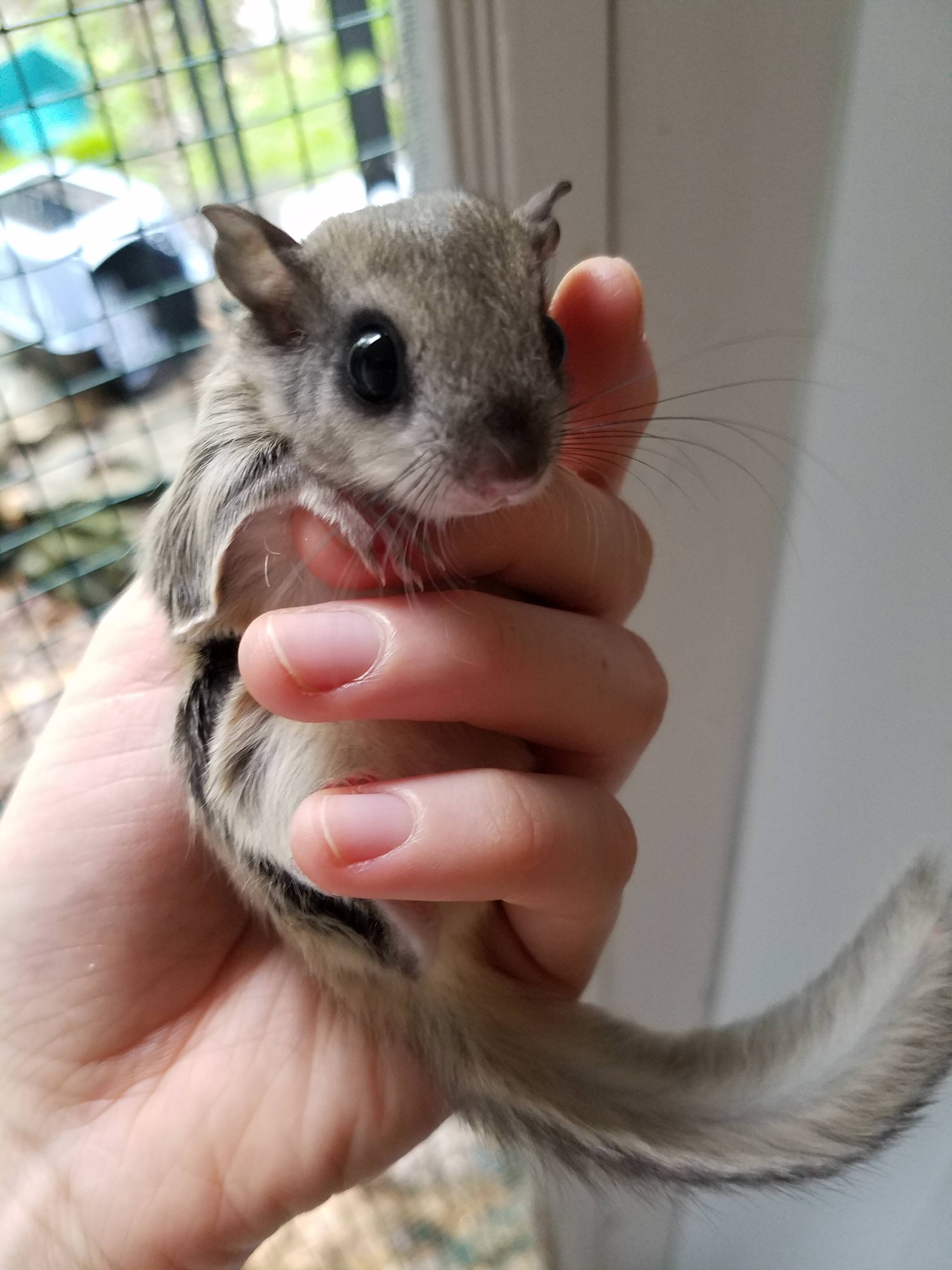 Cute Baby Flying Squirrel