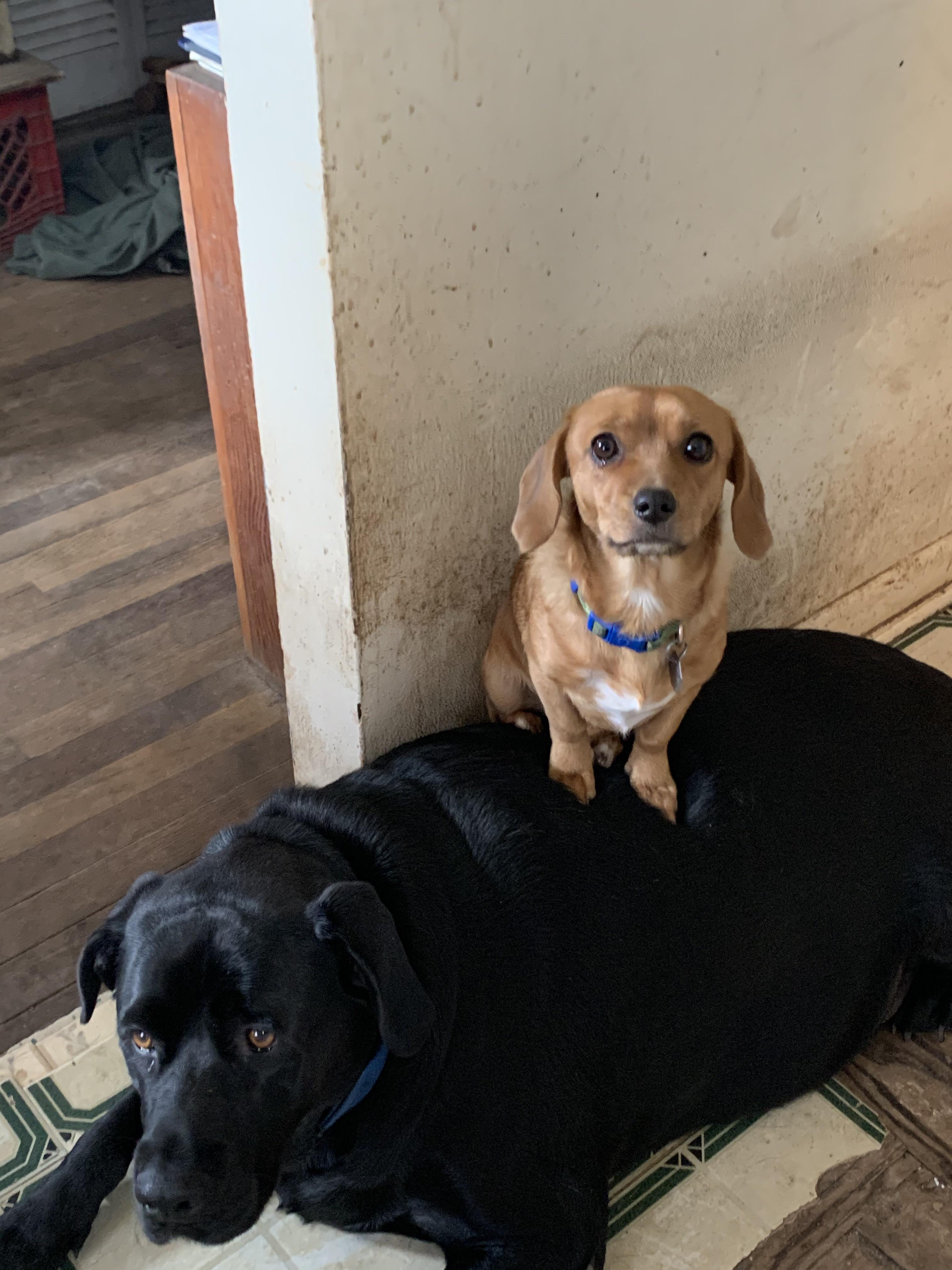 A photo of my grandmas dogs who are always like this lol r/DOG
