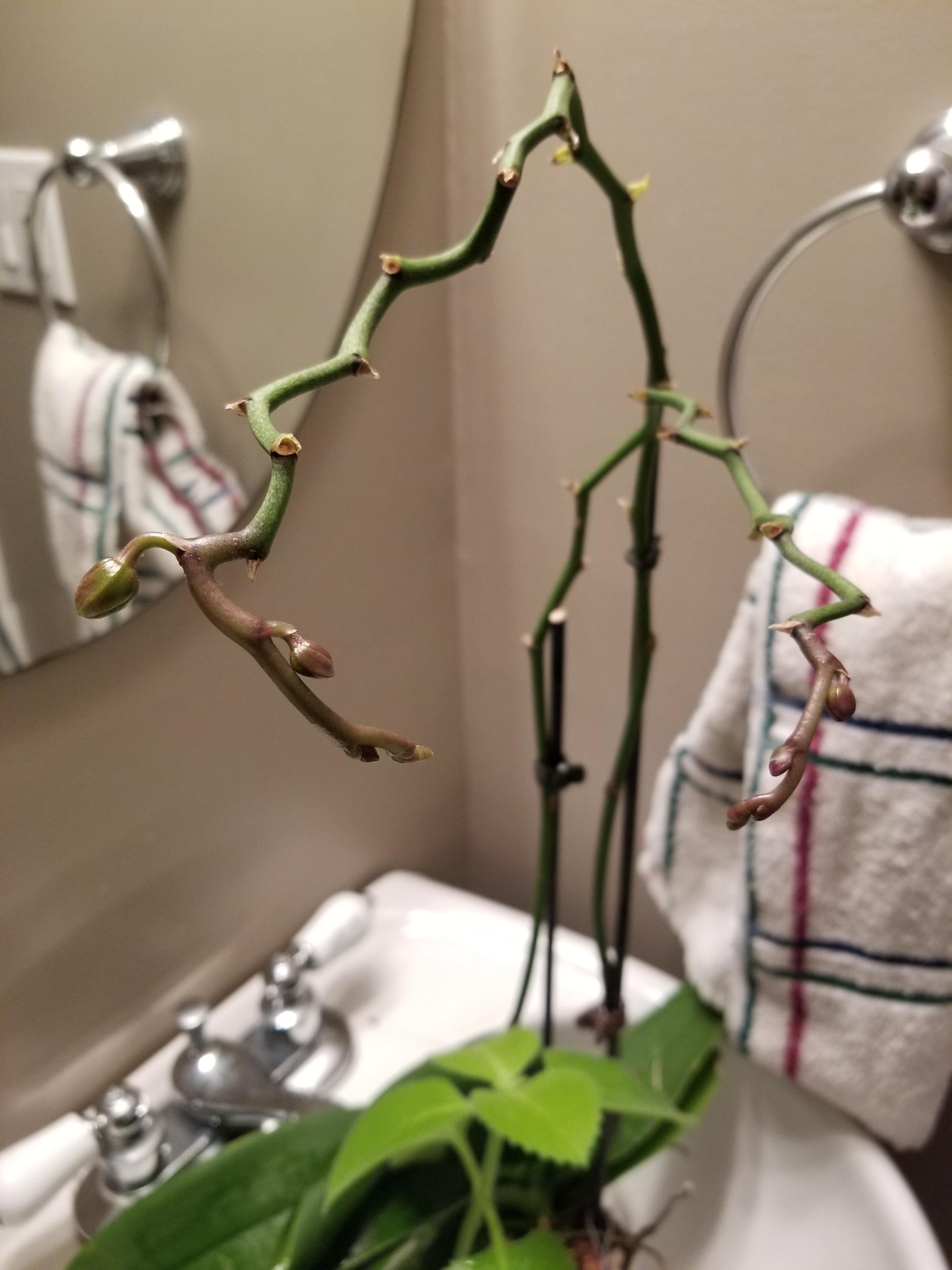 Instead of growing a new flower spike my orchid is putting out new