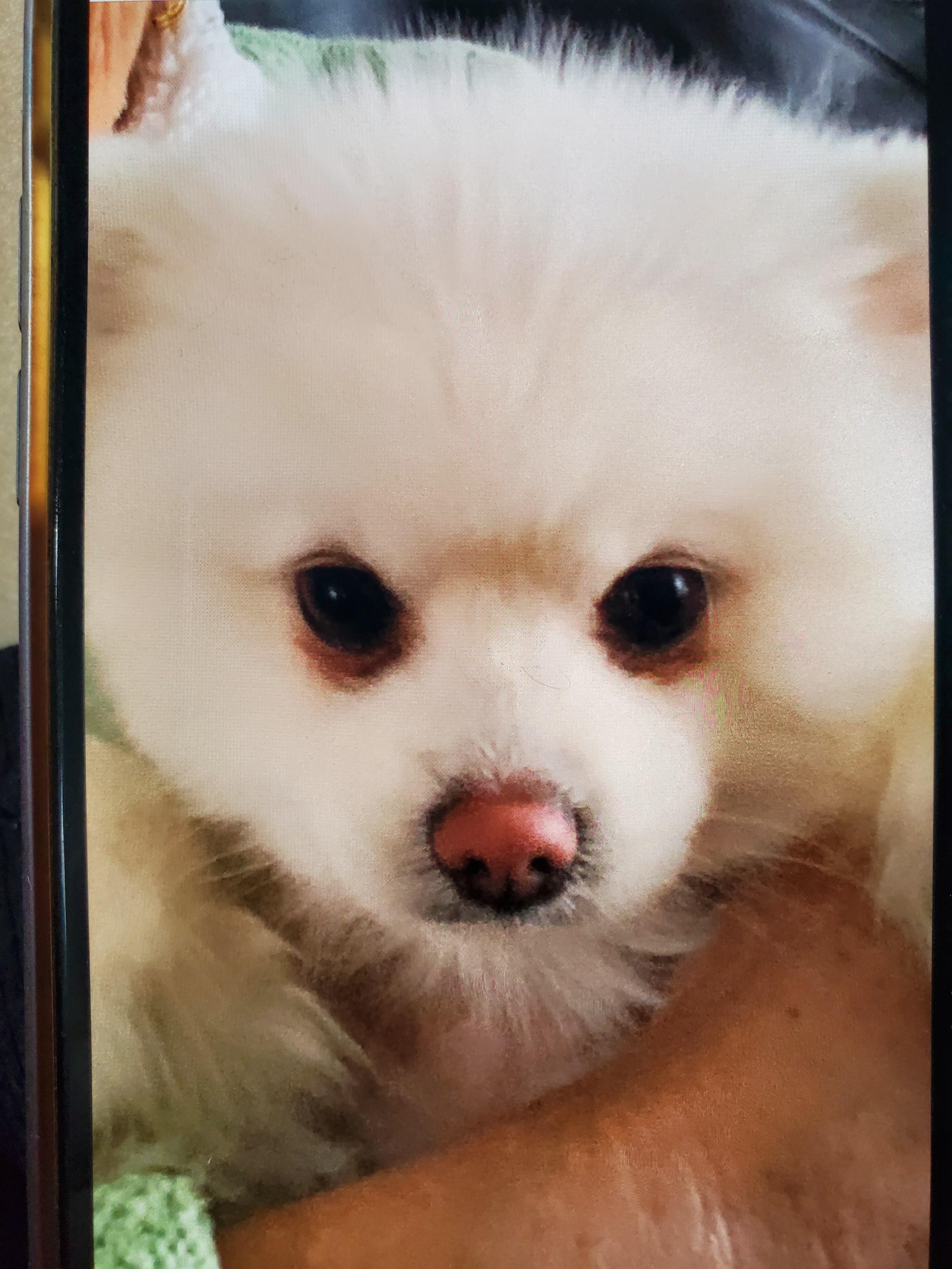 Why is my uncles pomeranian nose so light? full question in comments