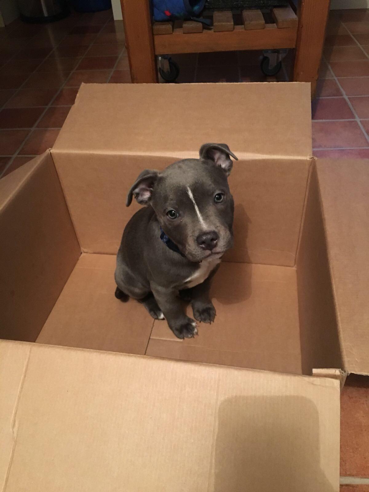 Fresh delivery of puppy r/aww