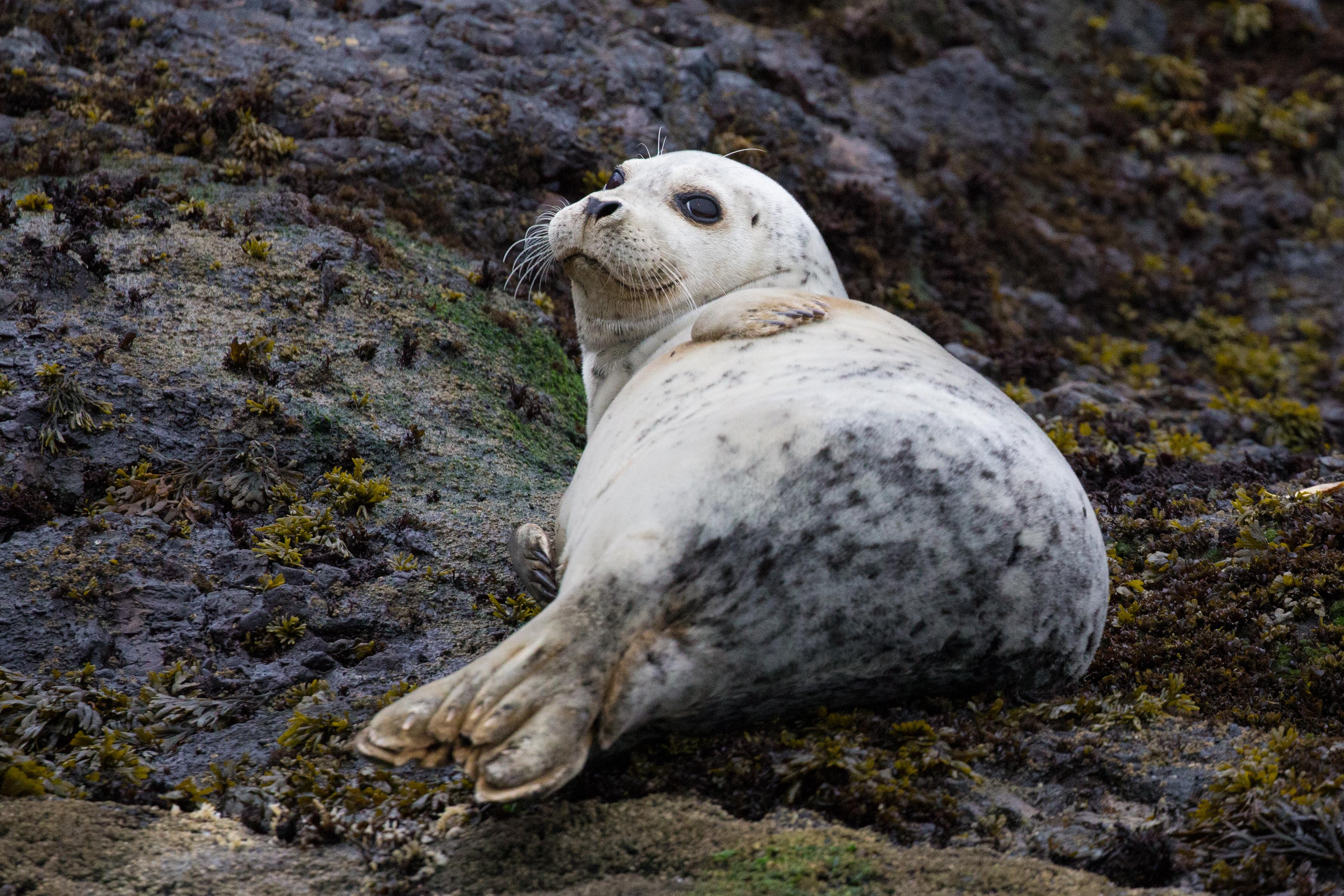 Seal lounging on the rocks near the entrance of Depoe Bay, Oregon. r/aww