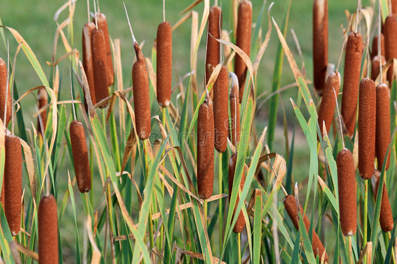 Forbidden Corn Dogs r/forbiddensnacks