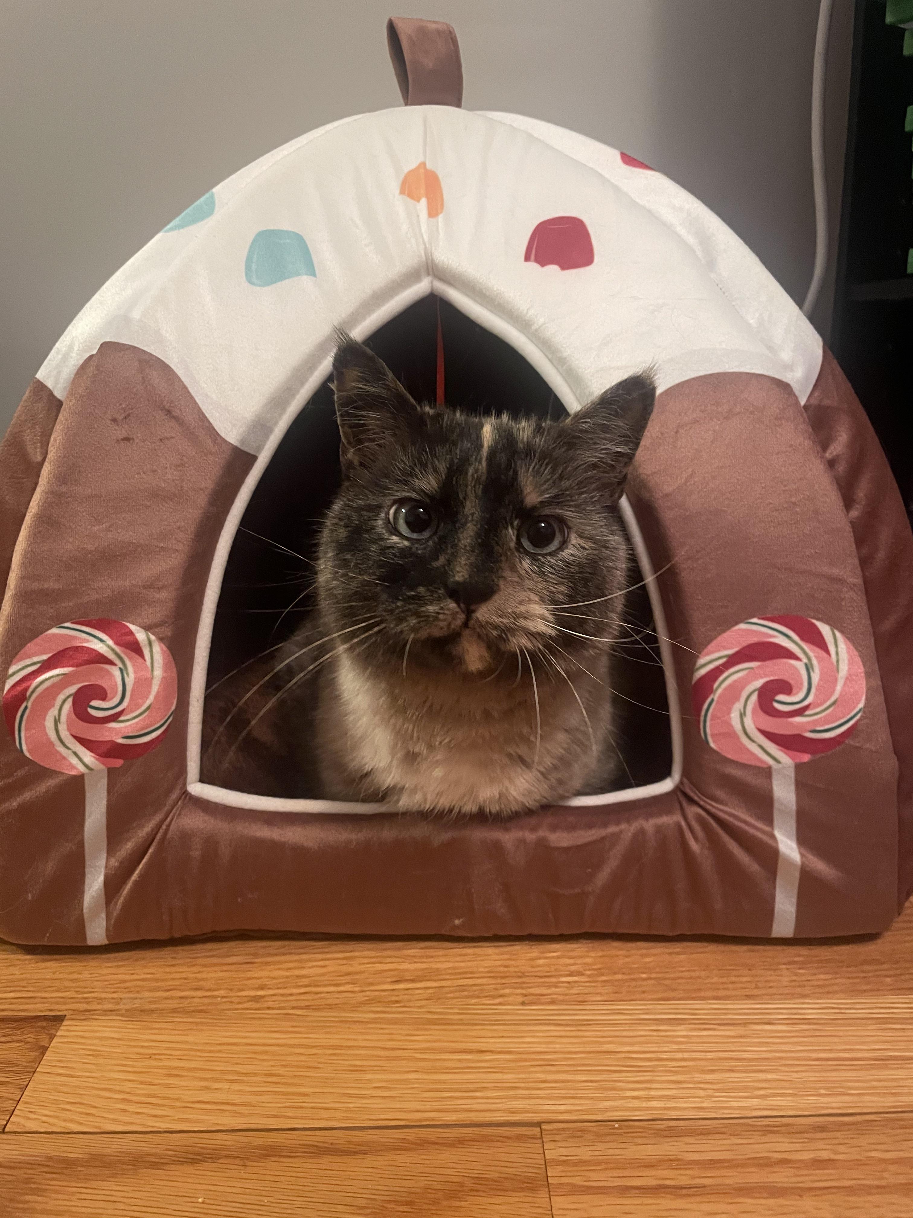 Chai is the only cat using the cute gingerbread house beds, and she looks so cute in them! r