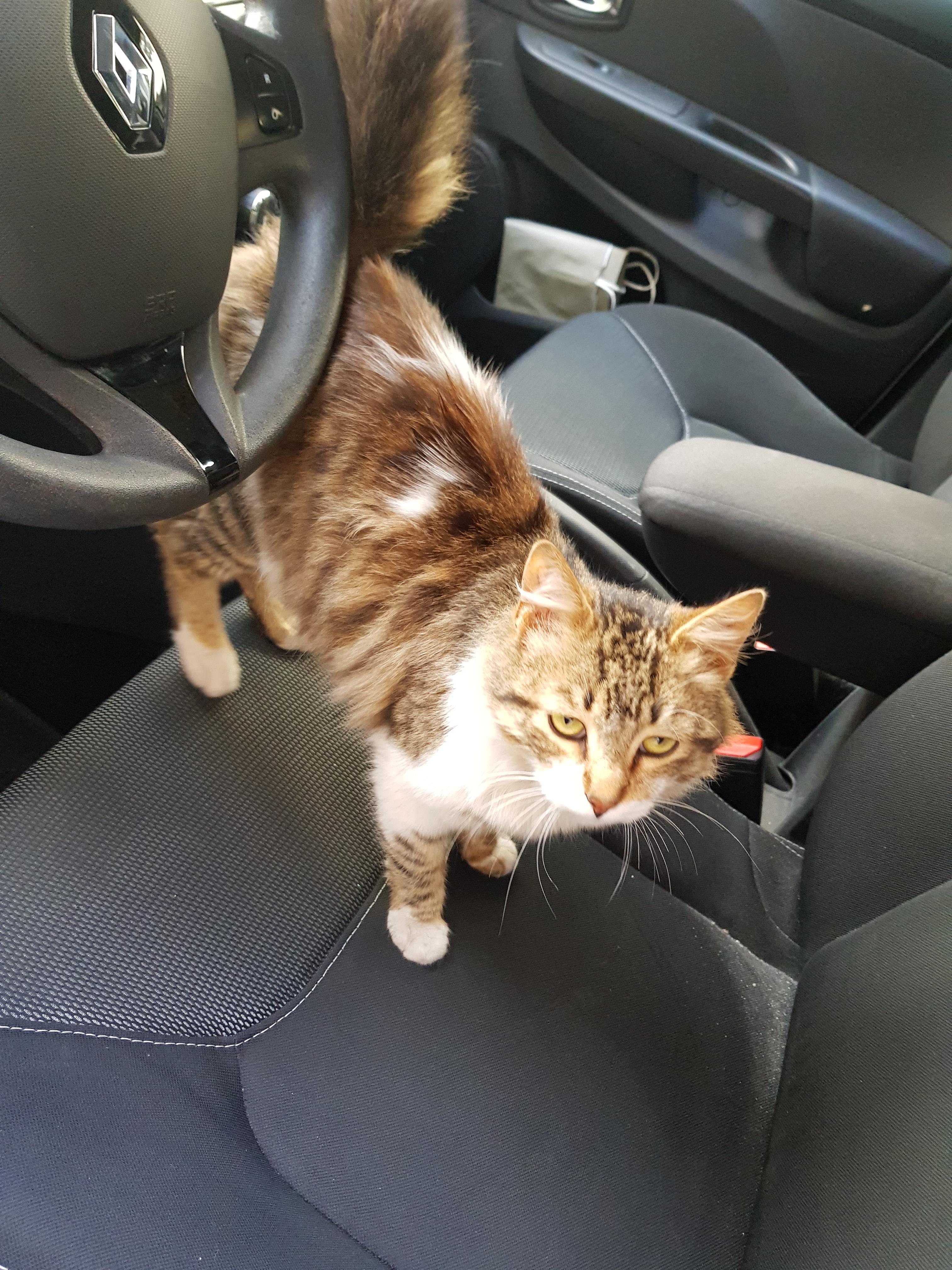 This stray likes to get inside my car everytime I get back from work