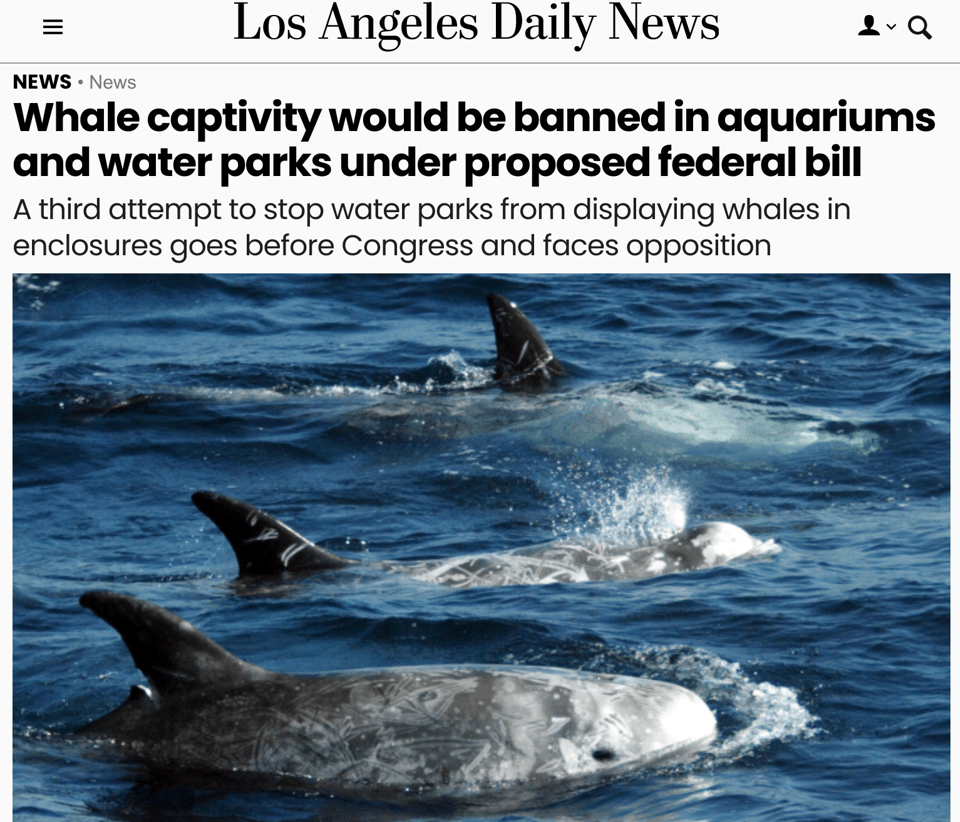 Whale captivity would be banned in aquariums and water parks under
