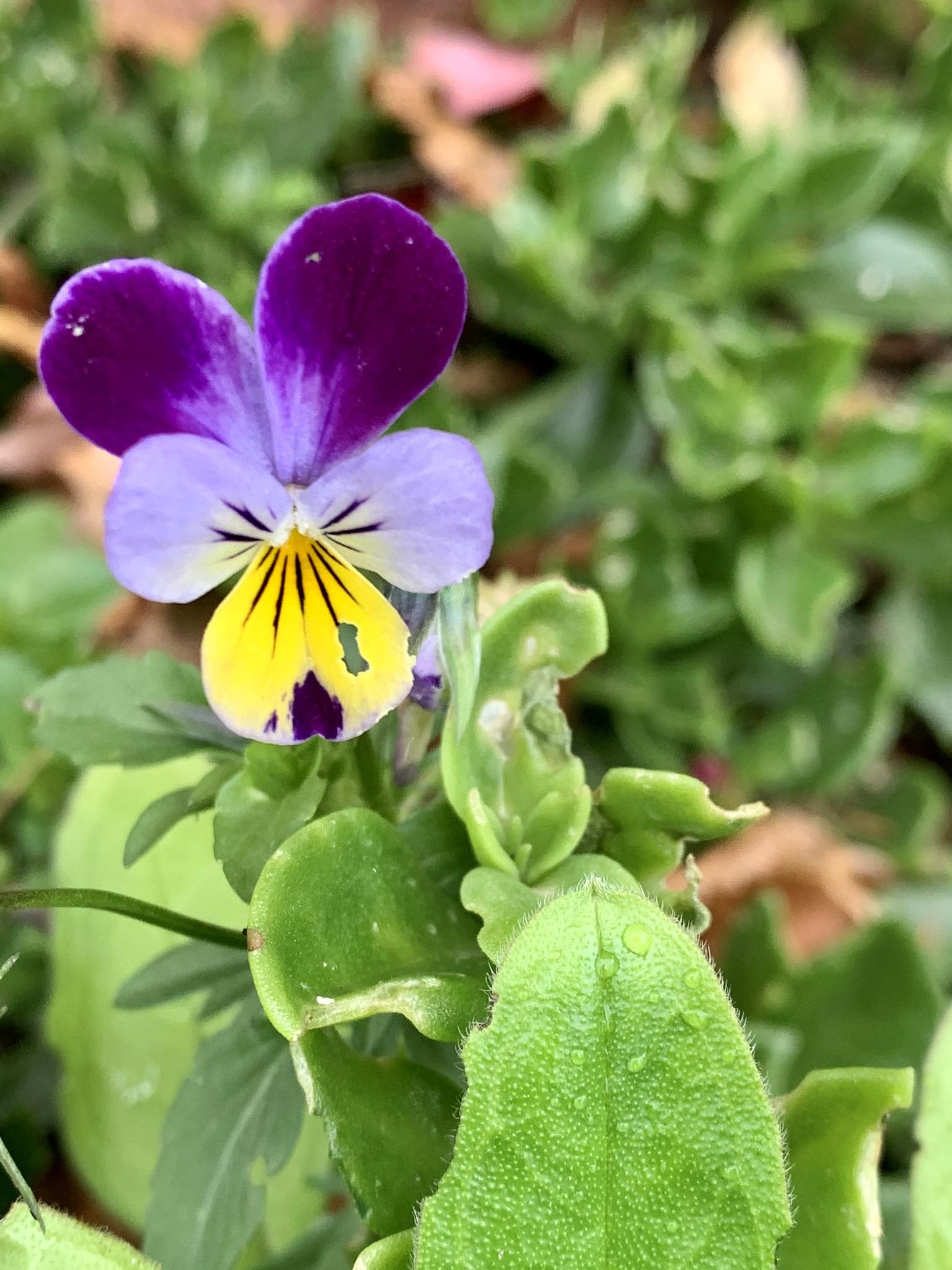 Flowers from Lockdown r/flowers