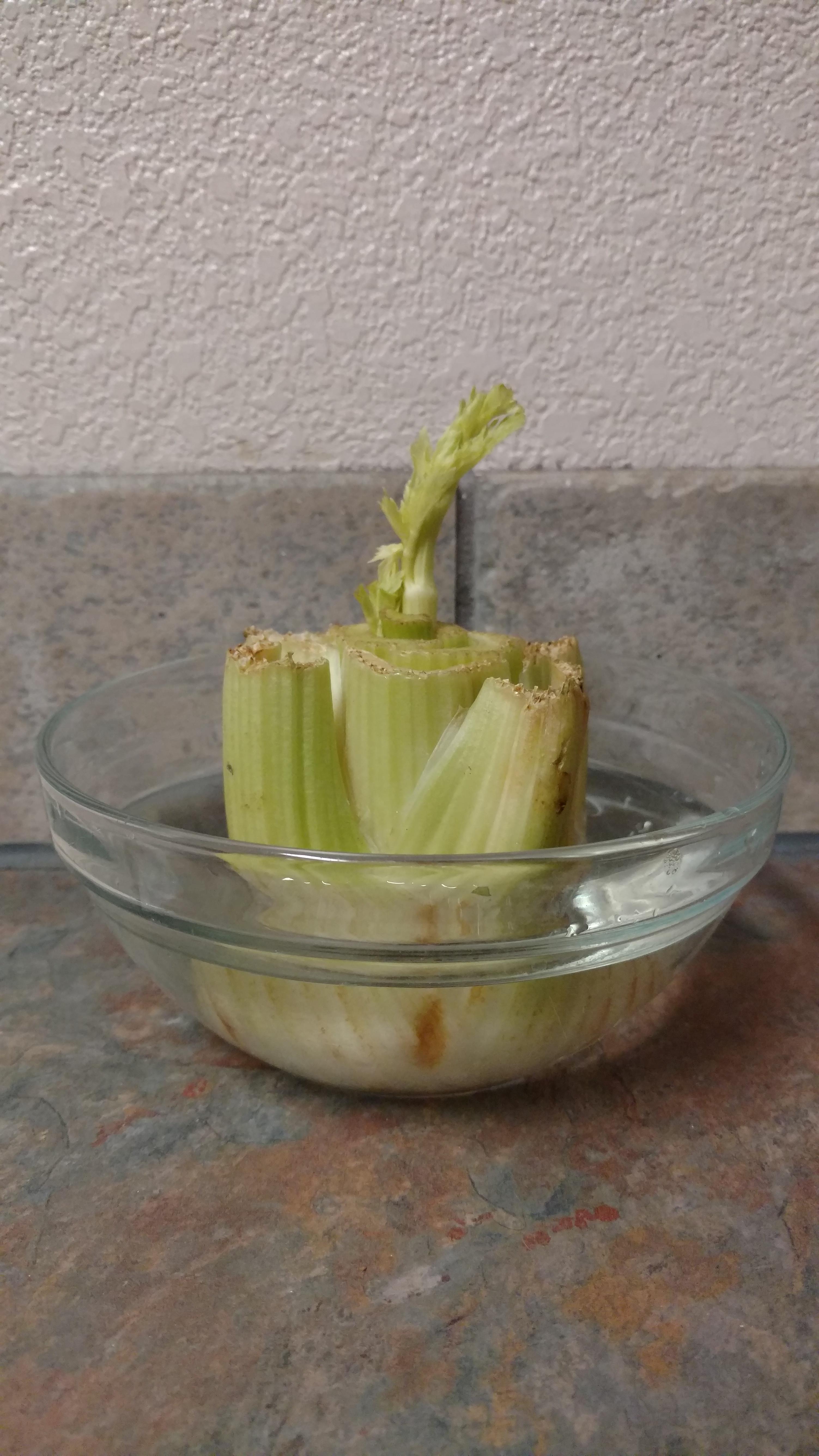My baby celery plants