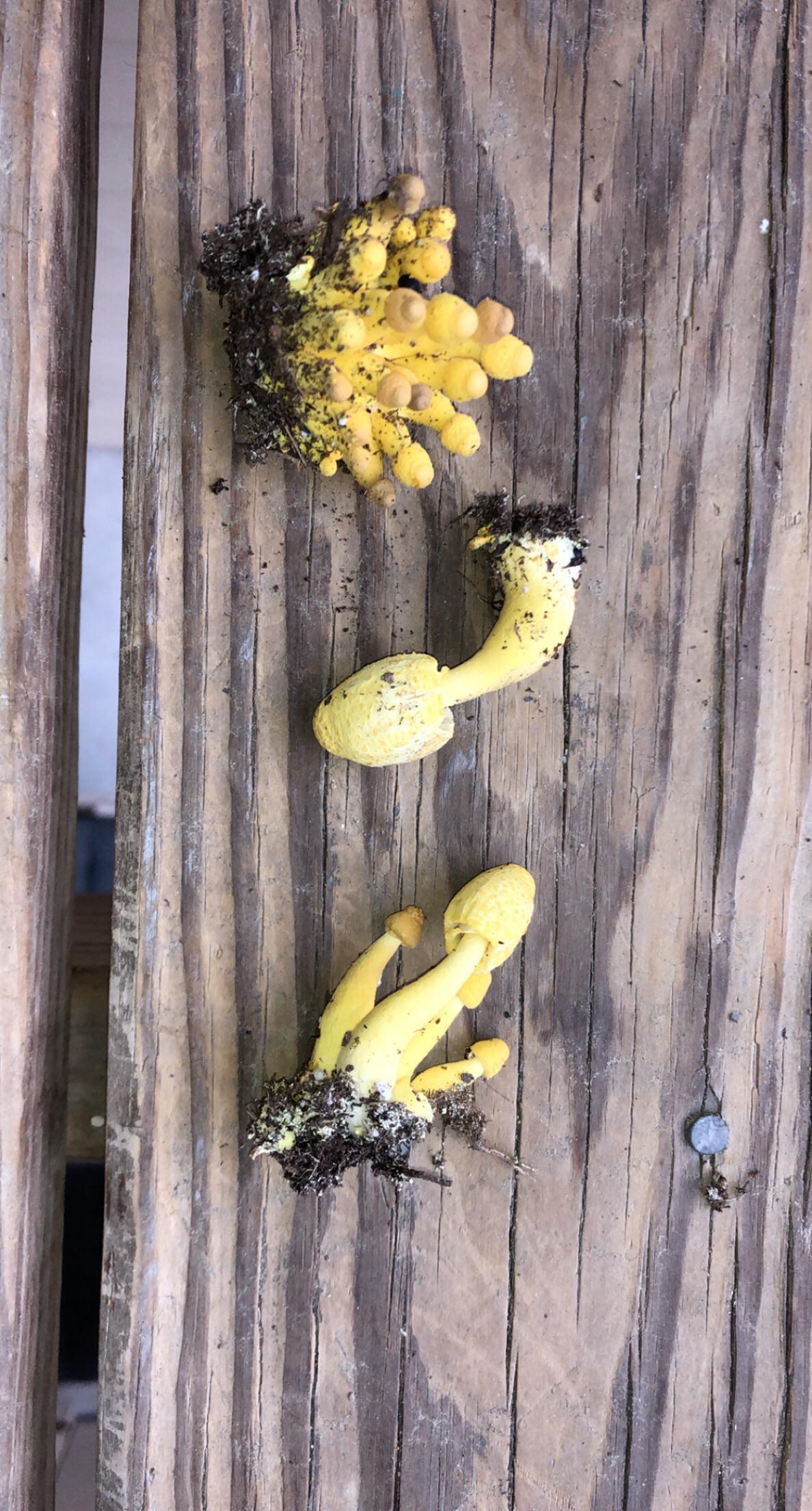 We found these growing in my friend’s houseplant, are they dangerous