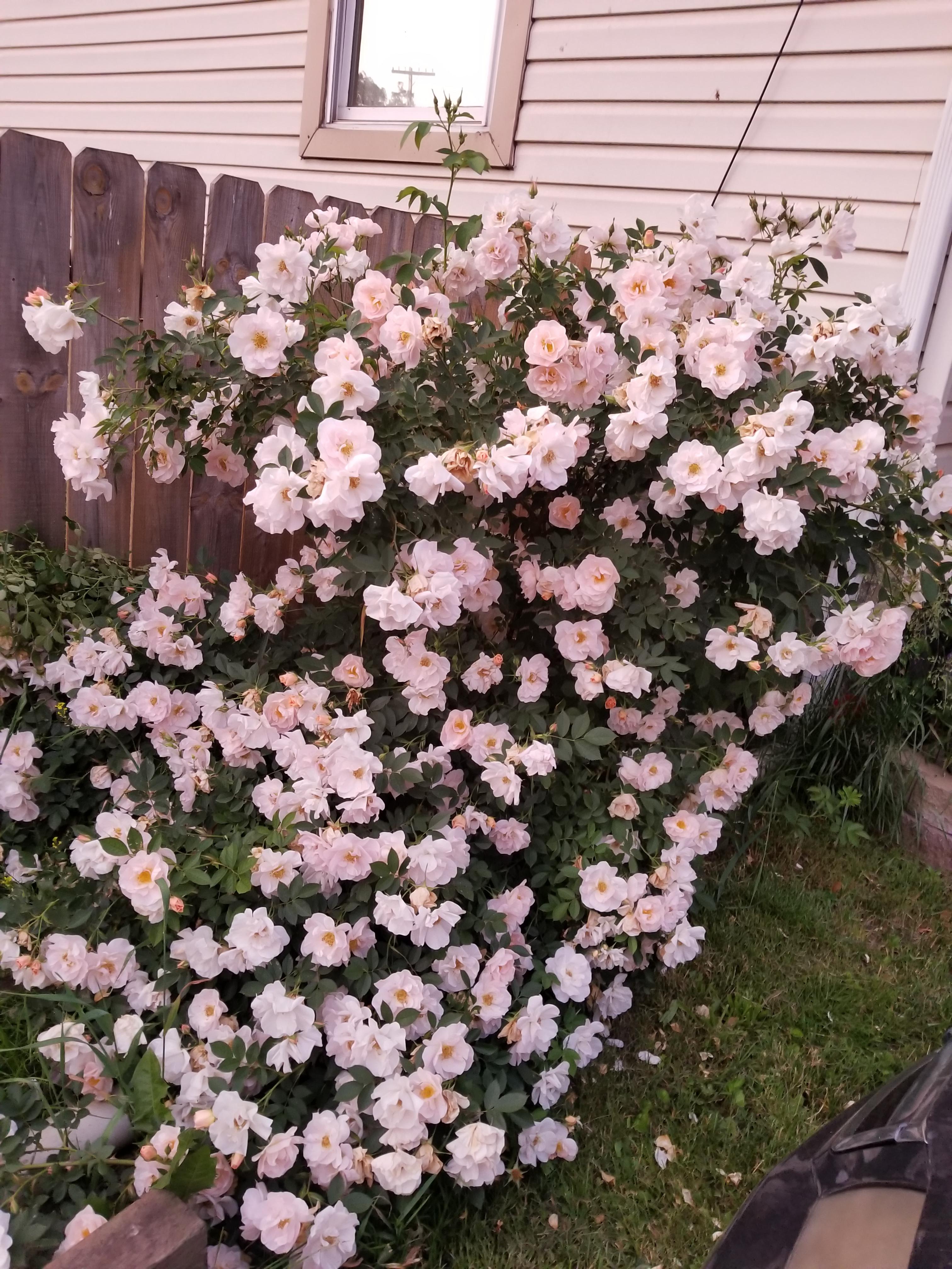 I don't usually post but I had to show off my rose bush. Bought this on