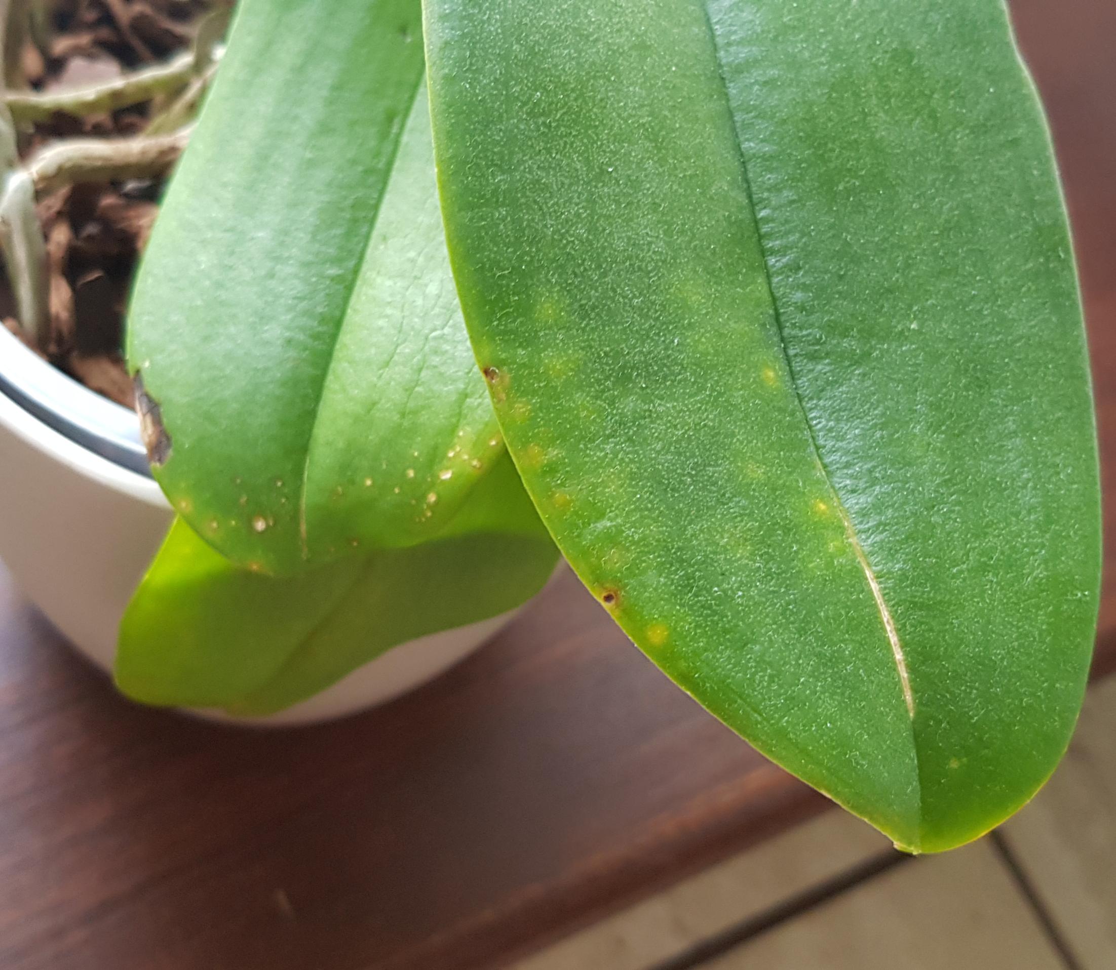What's wrong with my orchid? She has these little spots on her leaves