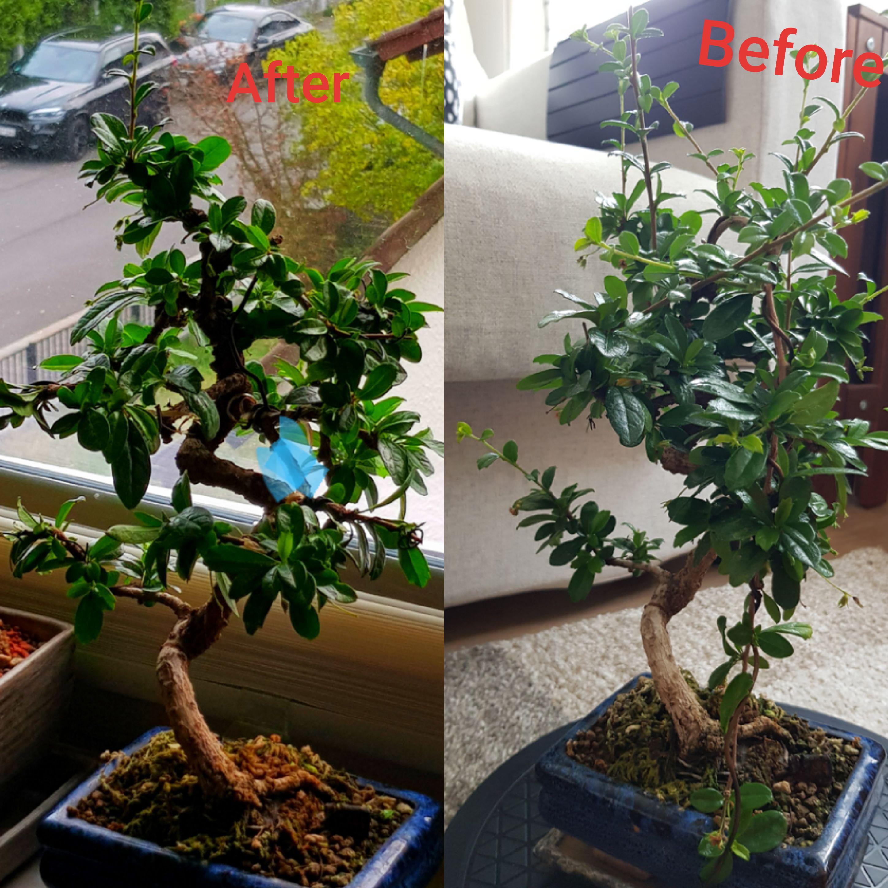 Fukien Tea After Pruning and Wiring r/Bonsai