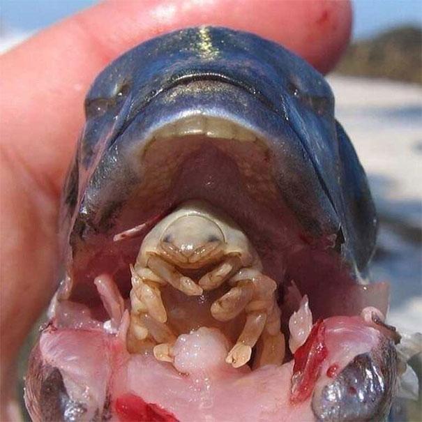 This parasite, tongueeating lice, commonly enters a fish's gill, eats