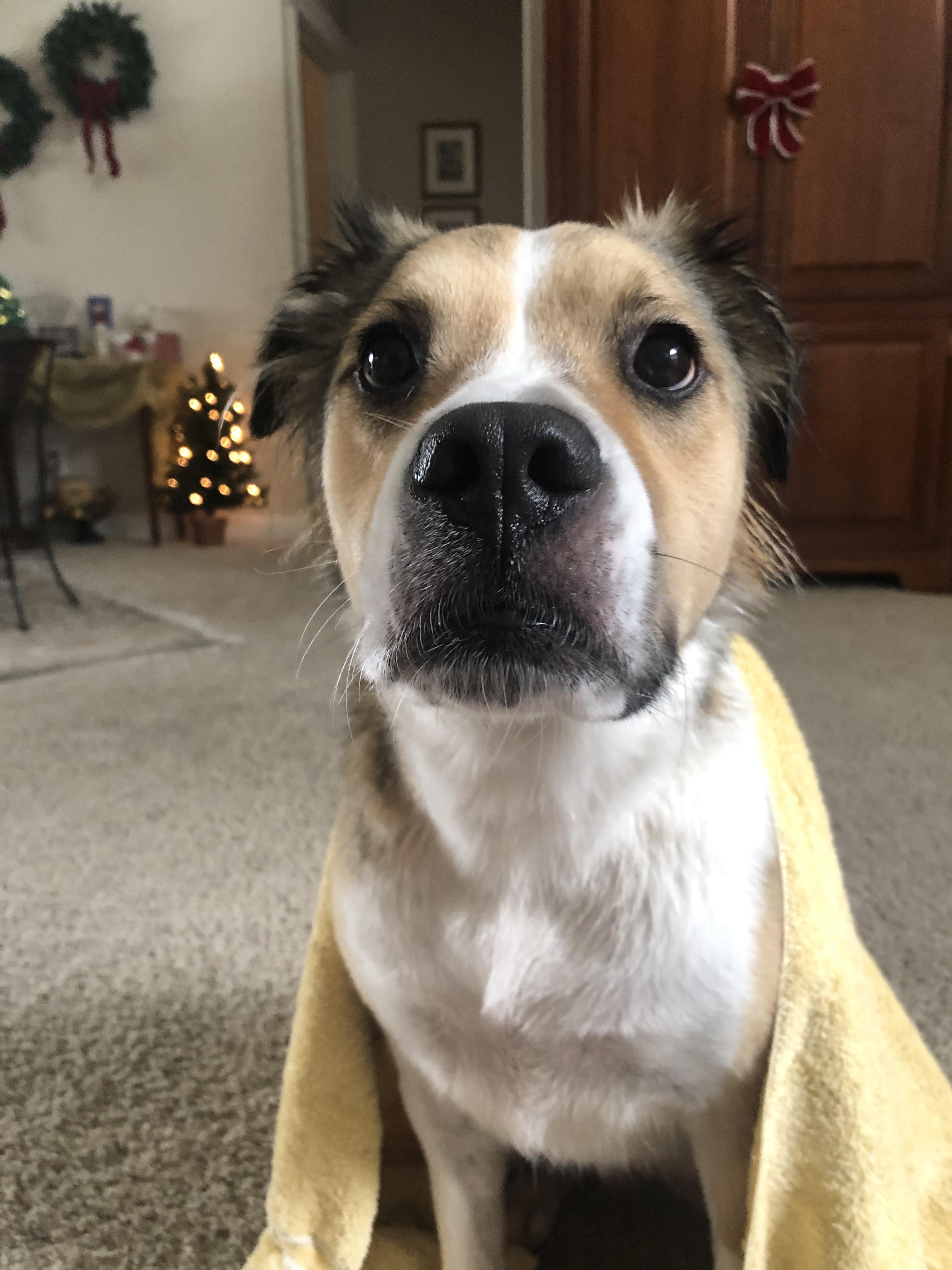 Hey Reddit! My family adopted a 2 year old dog about a month ago now and she is the absolute