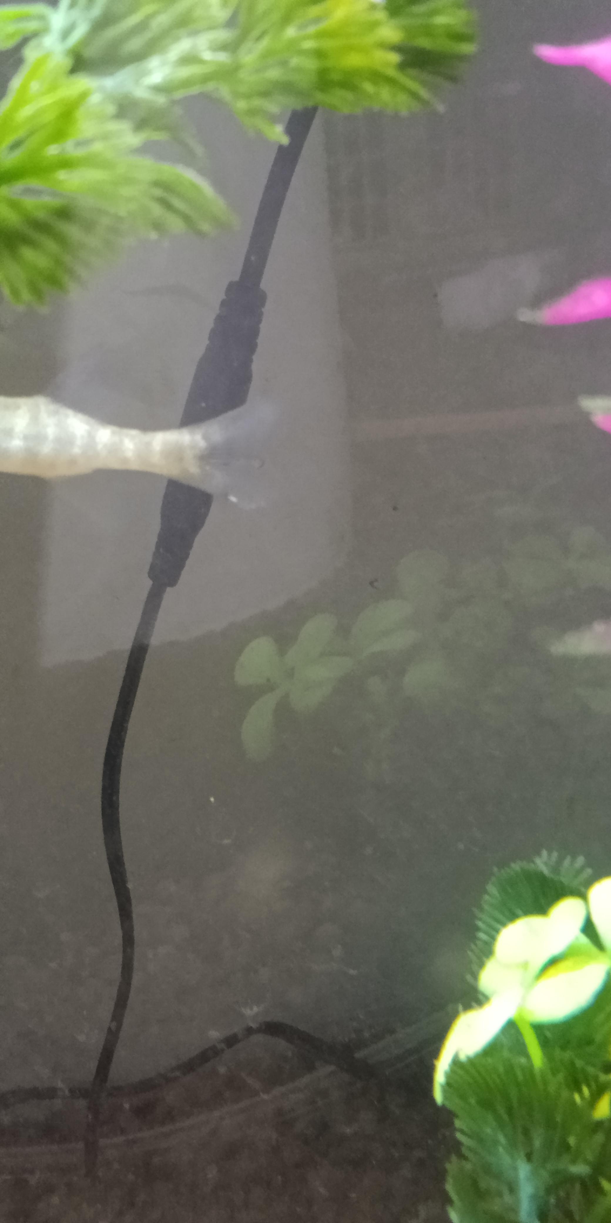 What is this little white string on my pickerel's tail? How do I treat