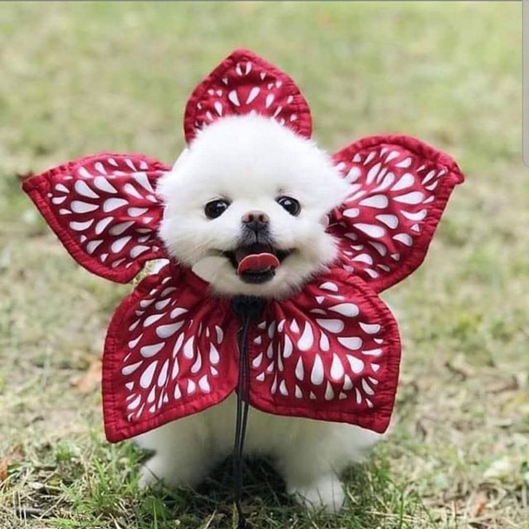 dog costume r/aww