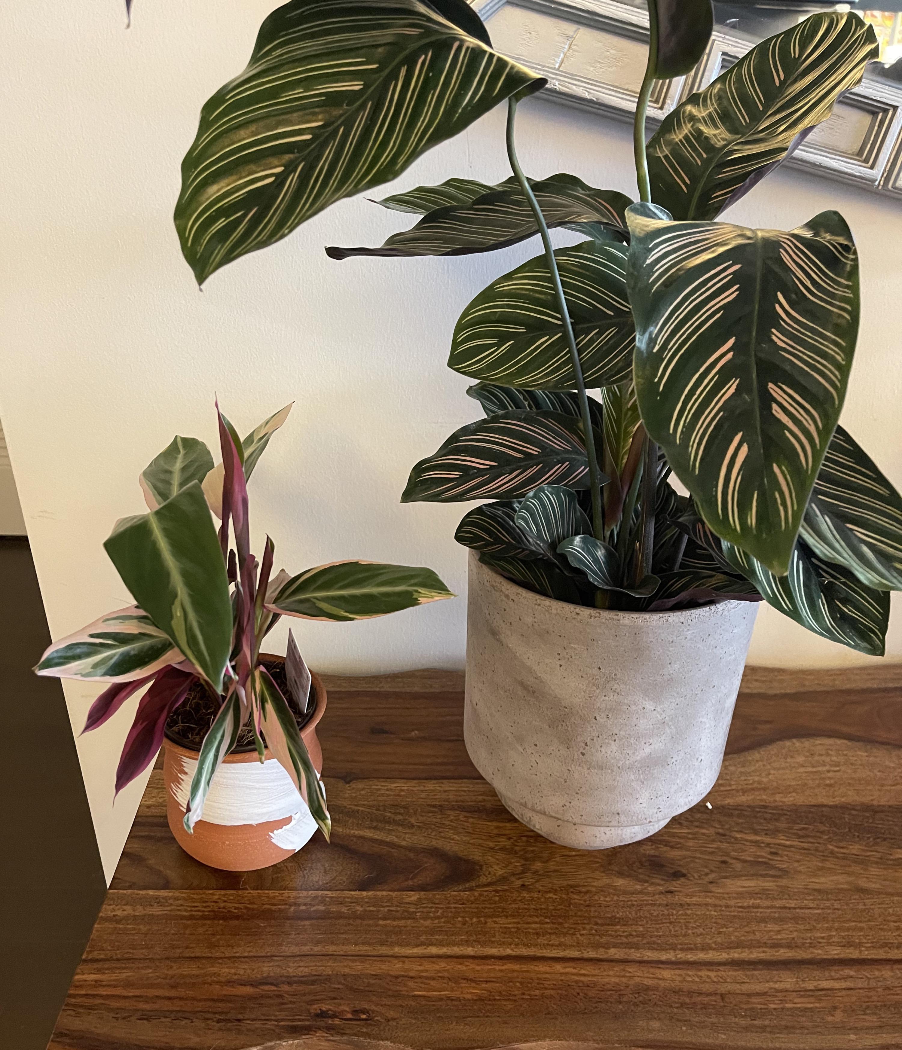 Picked up these 2 plants + pots from Plant Shop Chicago in the Albany