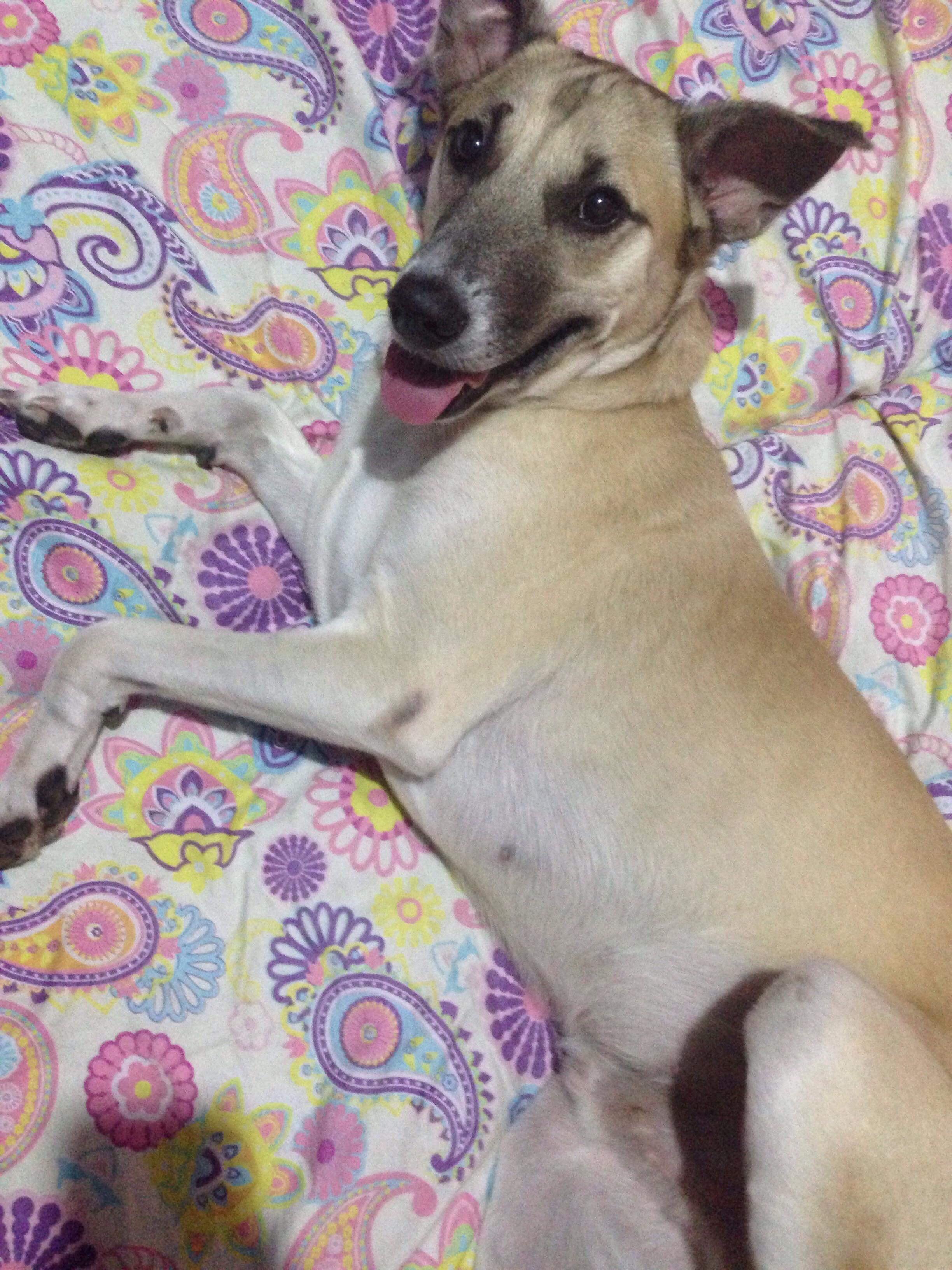 This is Charlie, our 3 year old dog. We love him very much. Say hi to