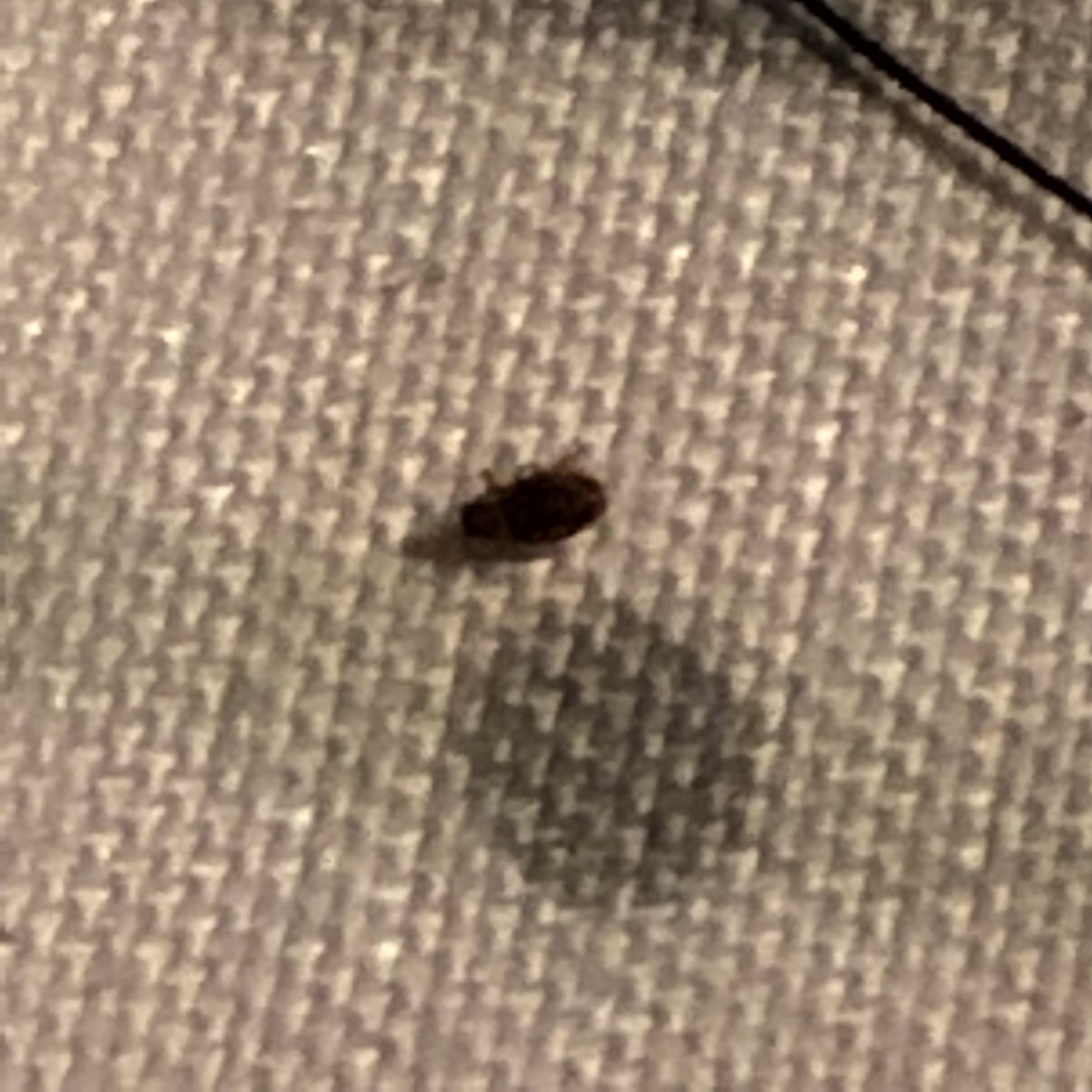 Found this insanely tiny bug on my face! What is it?!?! northern CA r