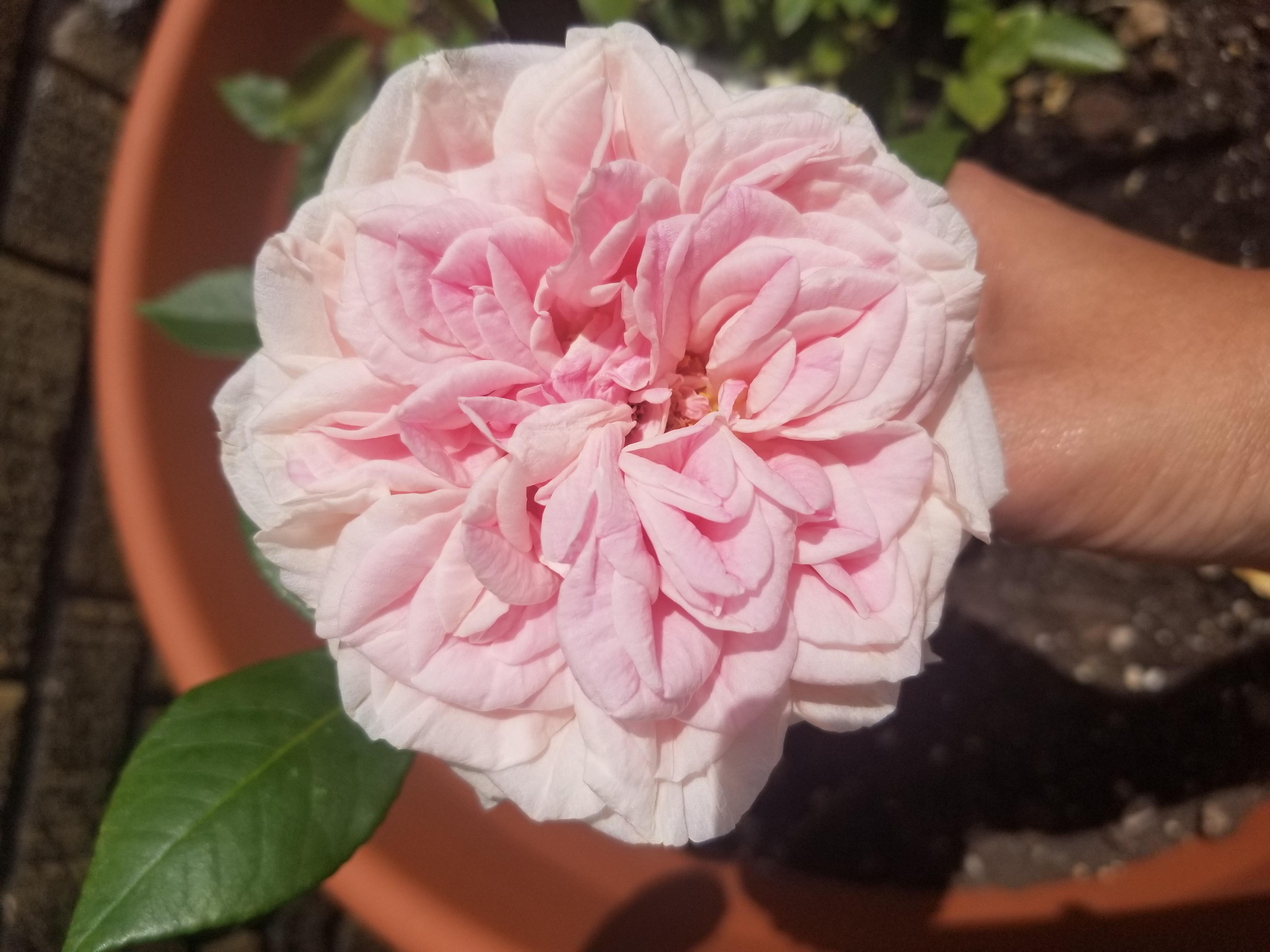 Arcadia Louisiana tea rose. Love her subtle pink tones! r/Roses