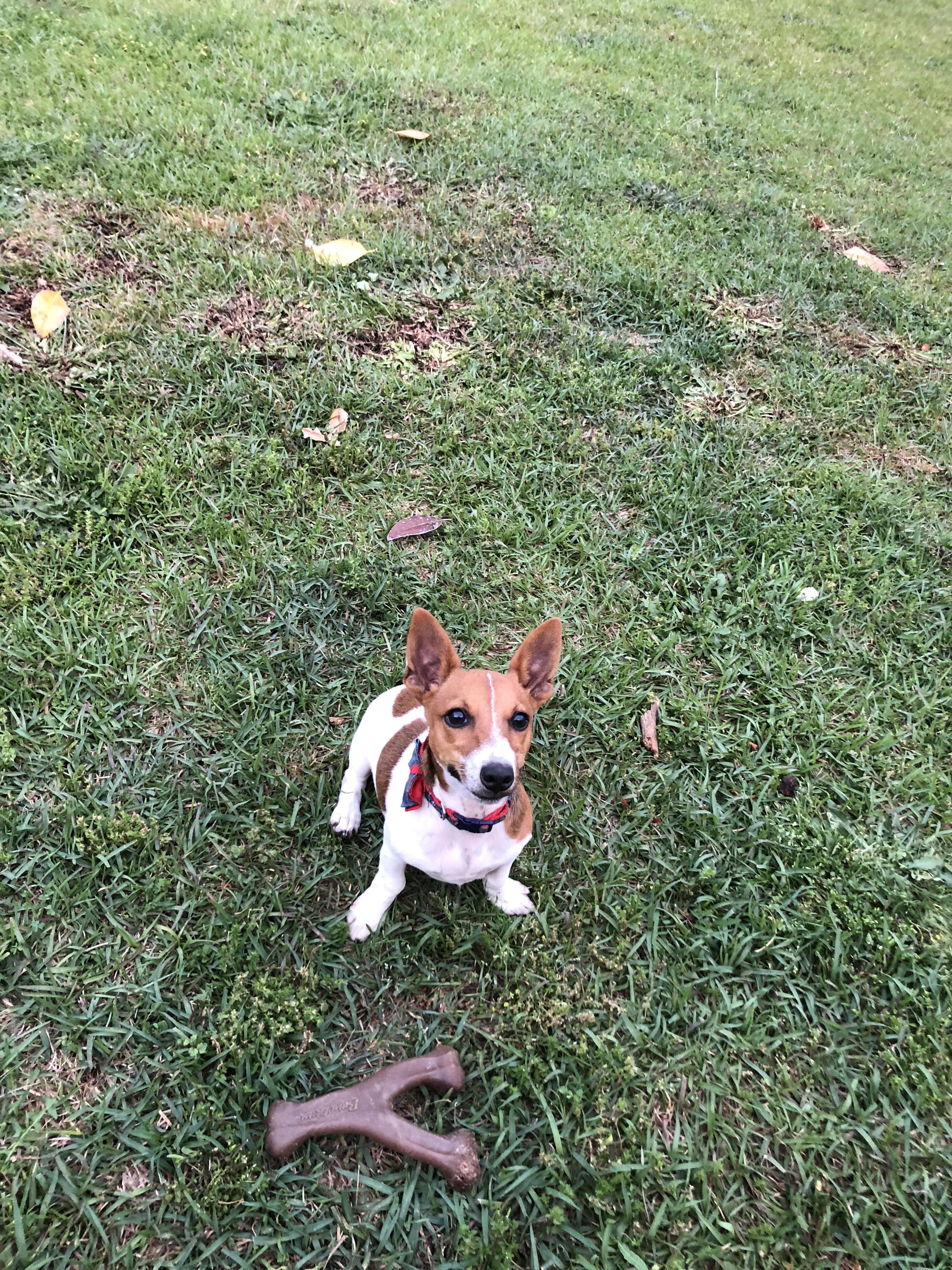 Teacup Jack Russell Terrier