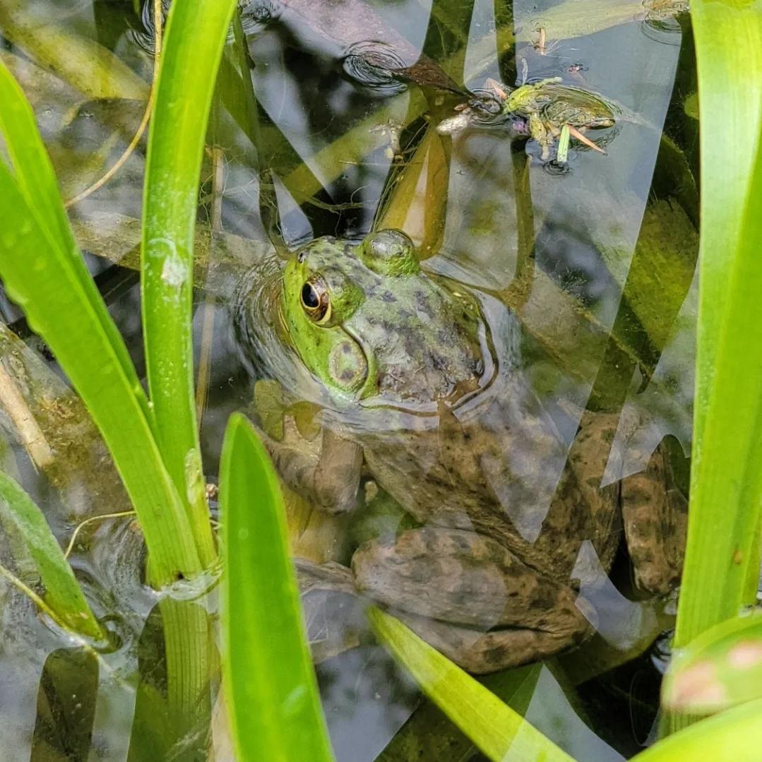 My pond buddy r/frogs