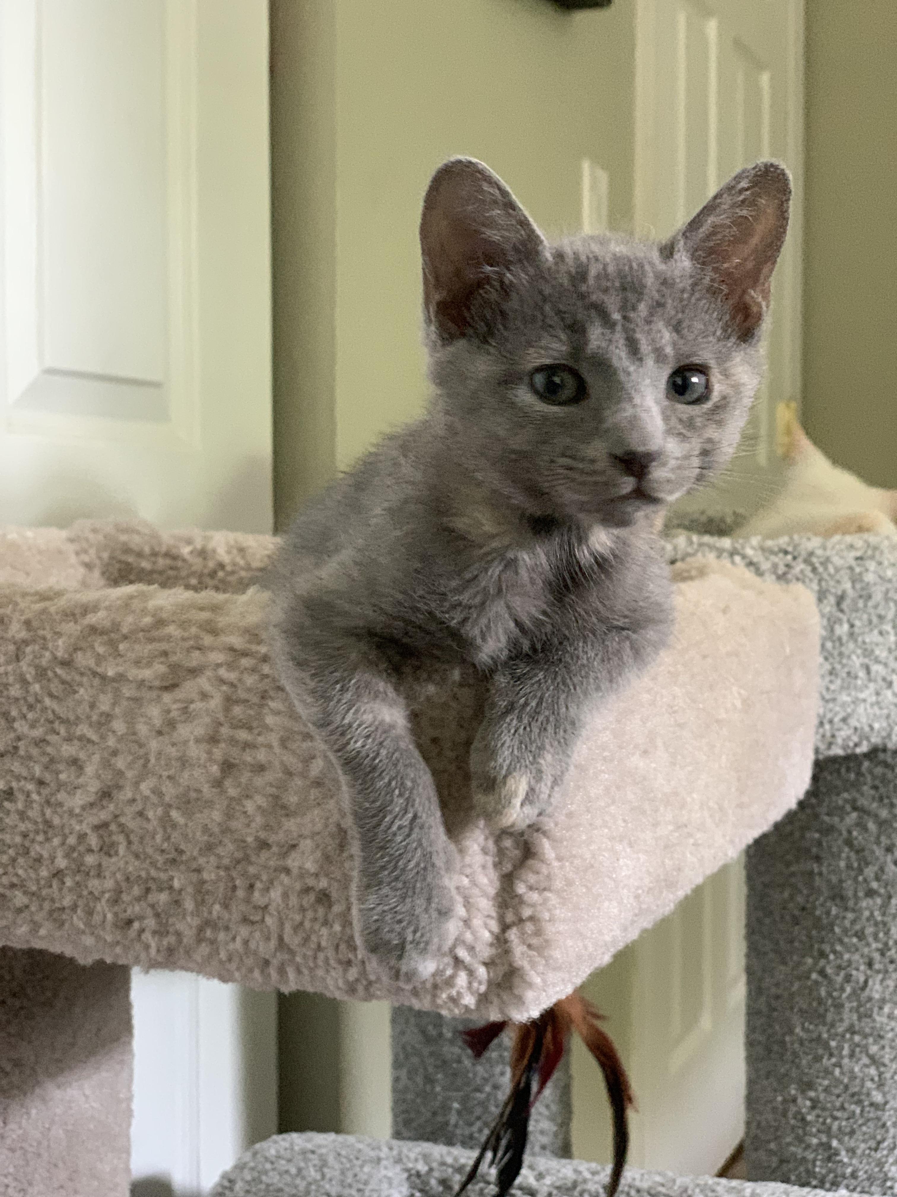 When your 9 week old kitten smells Mac and Cheese for the first time