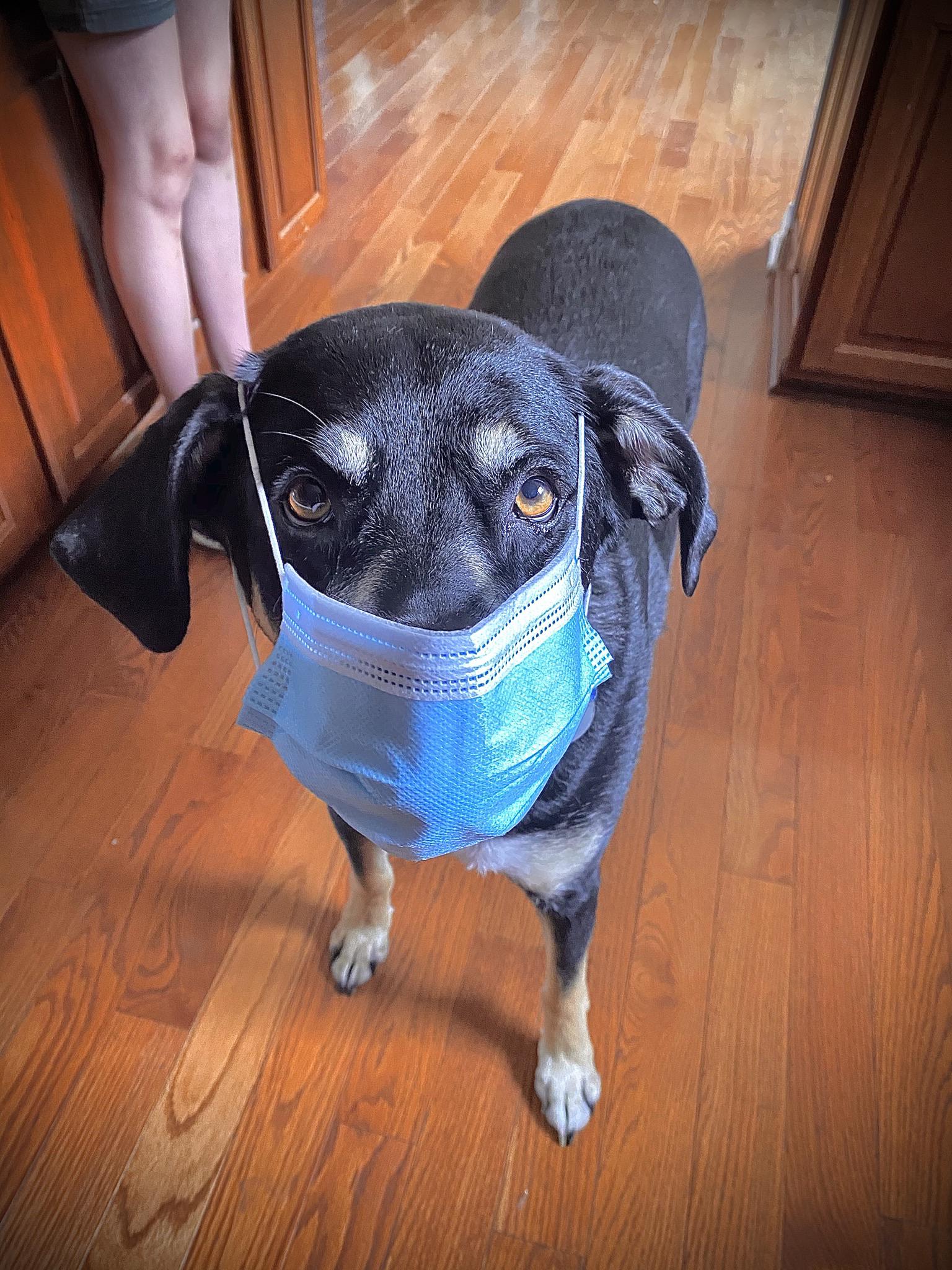 If my dog can wear a mask, so can you. r/pics