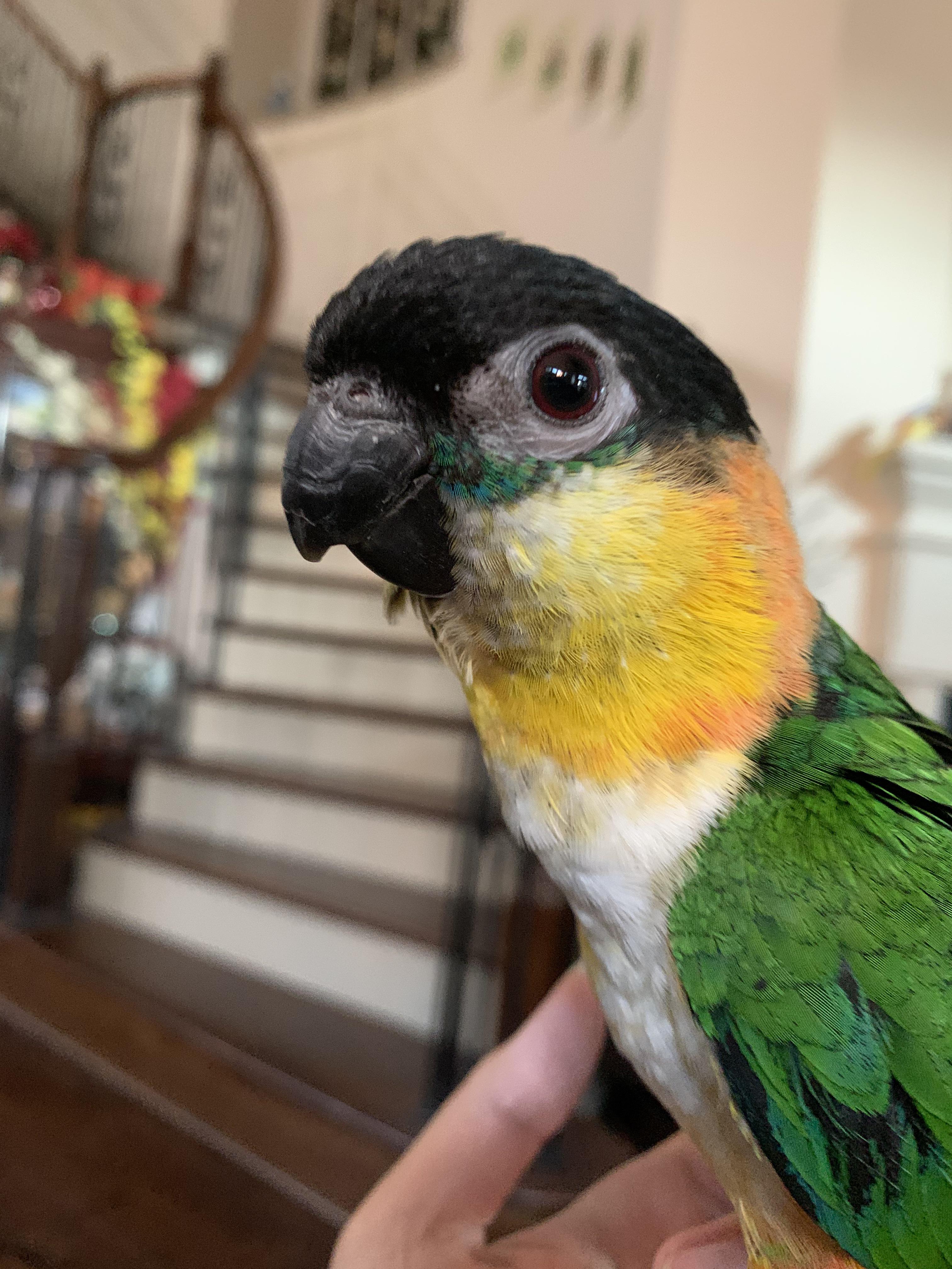 My caique has some blue feathers under his eyes r/parrots
