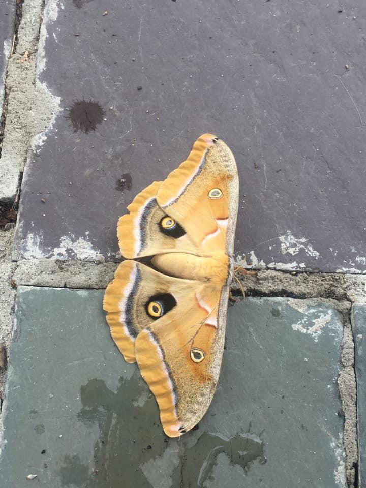 What kind of Moth is this? Found in Queens, NY r/whatsthisbug