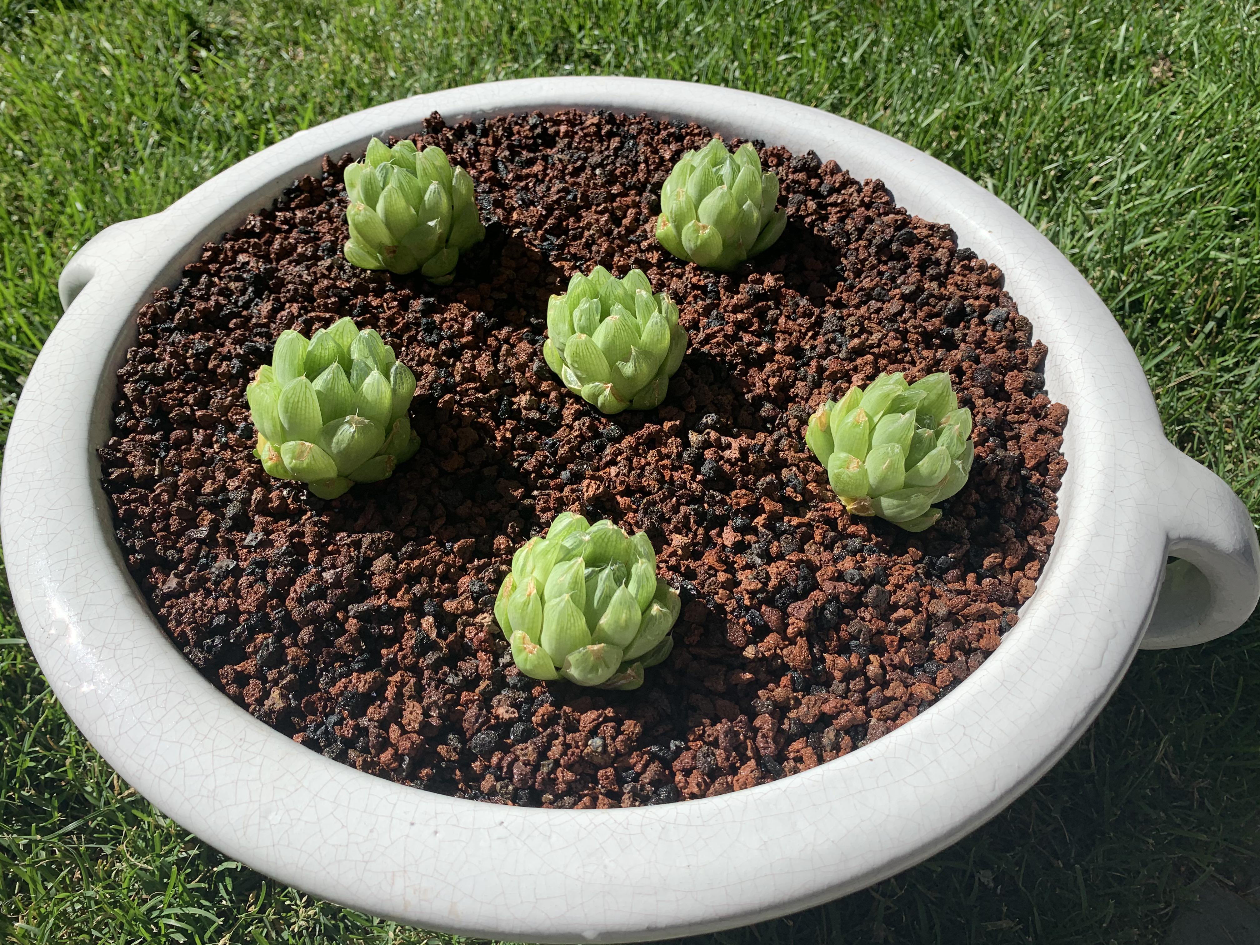 Haworthia in lava rock r/succulents