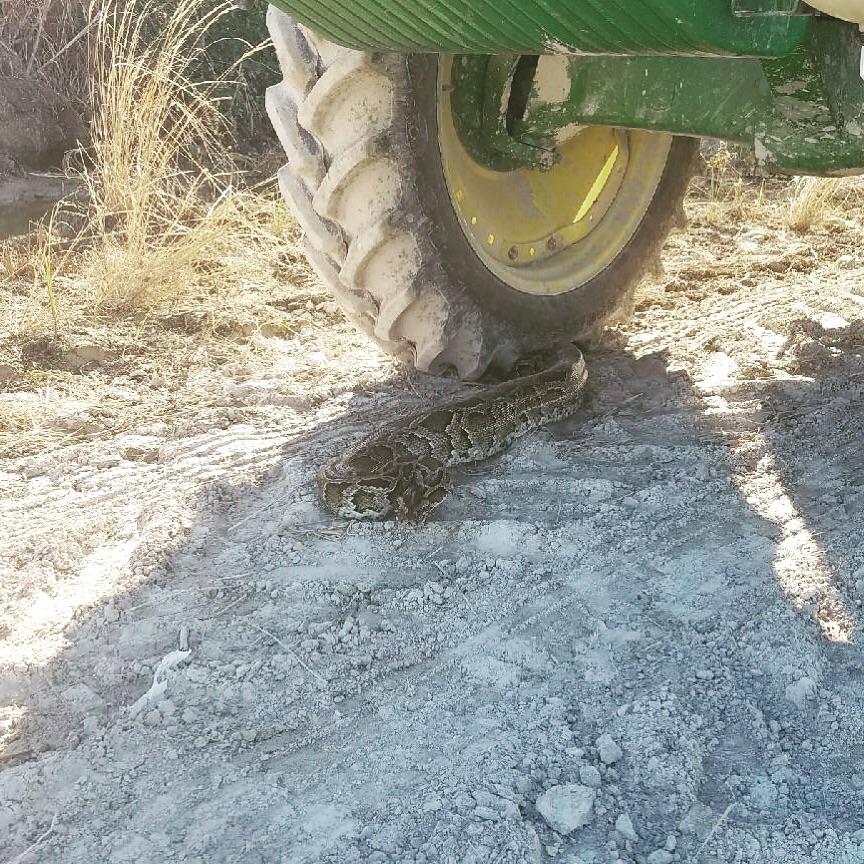 Here’s a fun part of farming in South Florida... r/farming