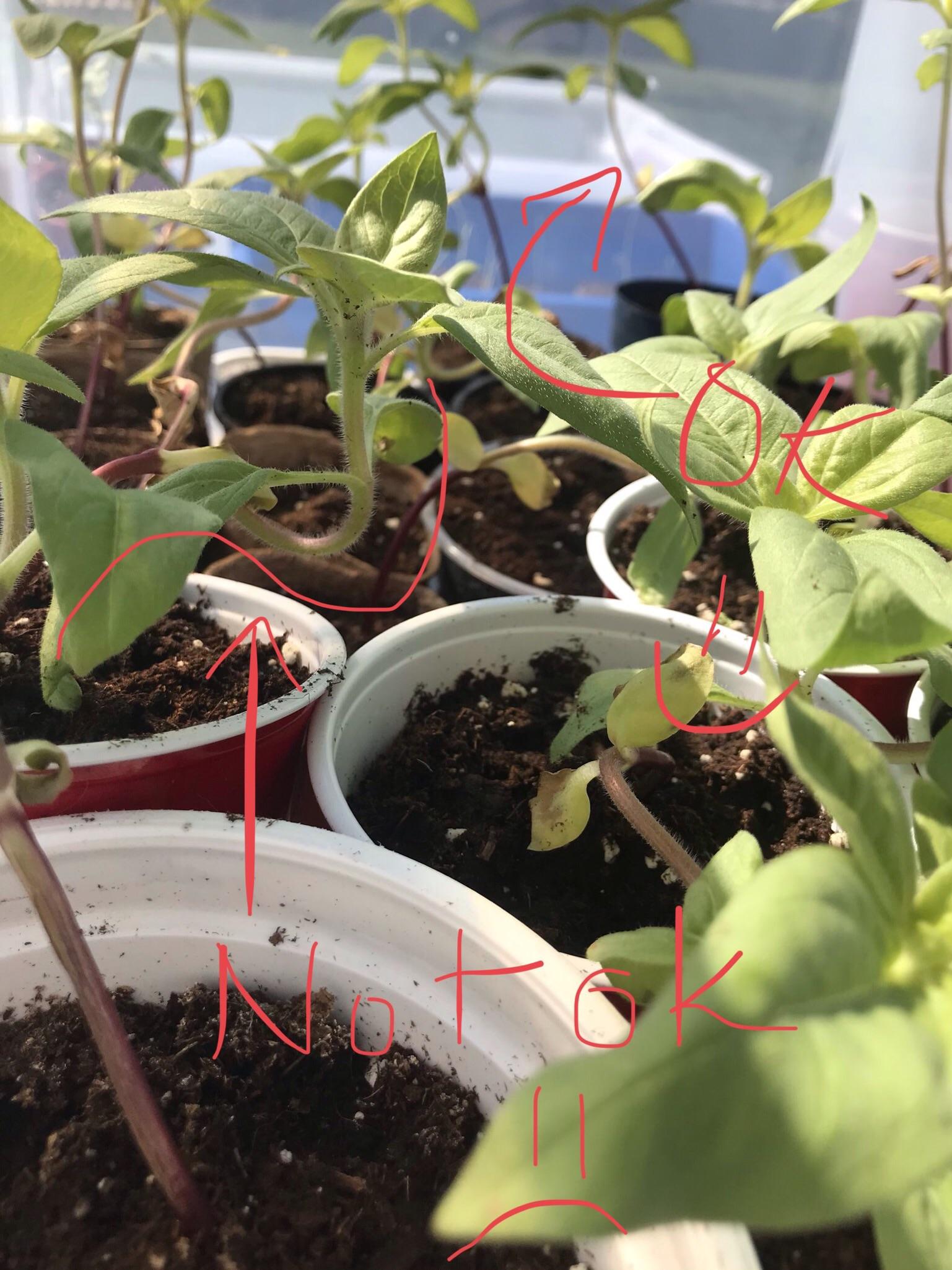 Why are some (not all) of my sunflower seedlings bending in an S shape
