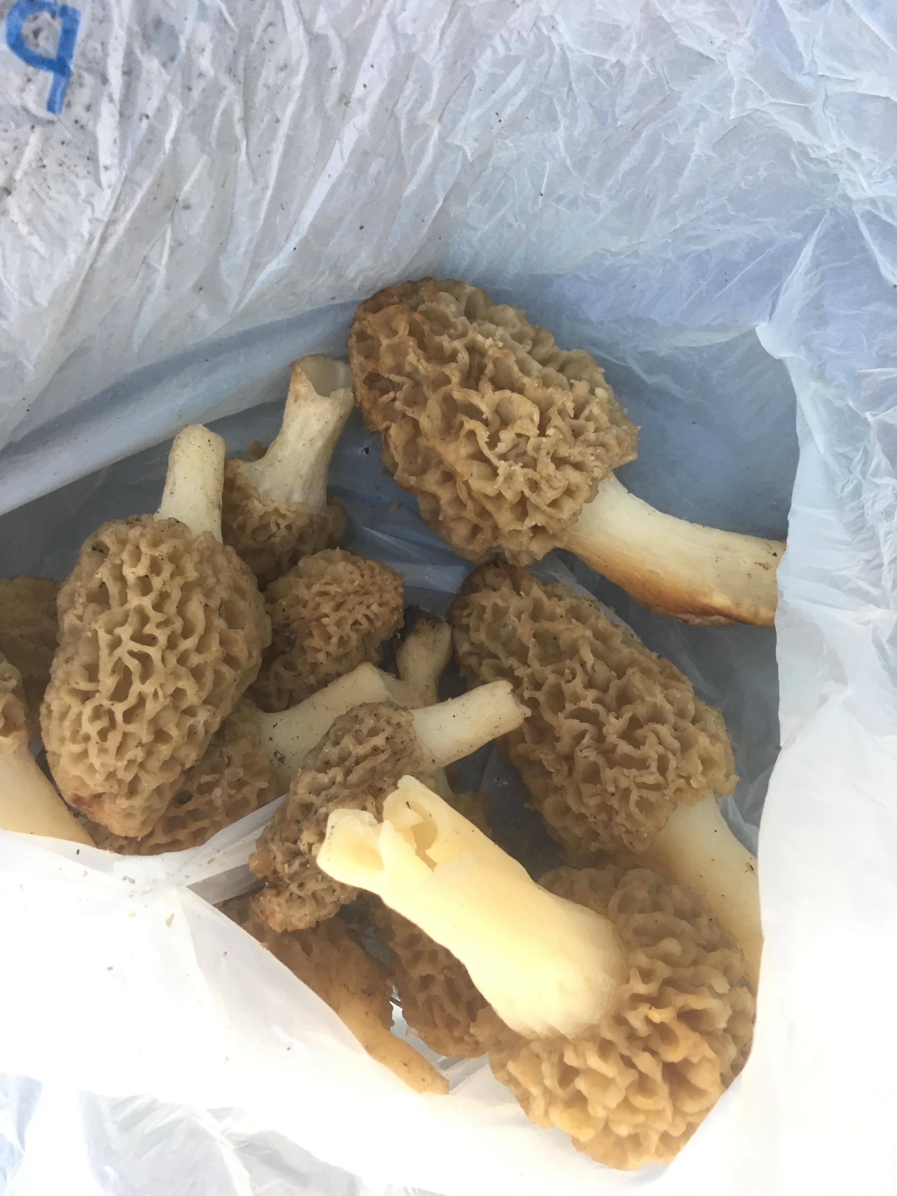 A good first outing in Northern Indiana r/Morel_Hunting