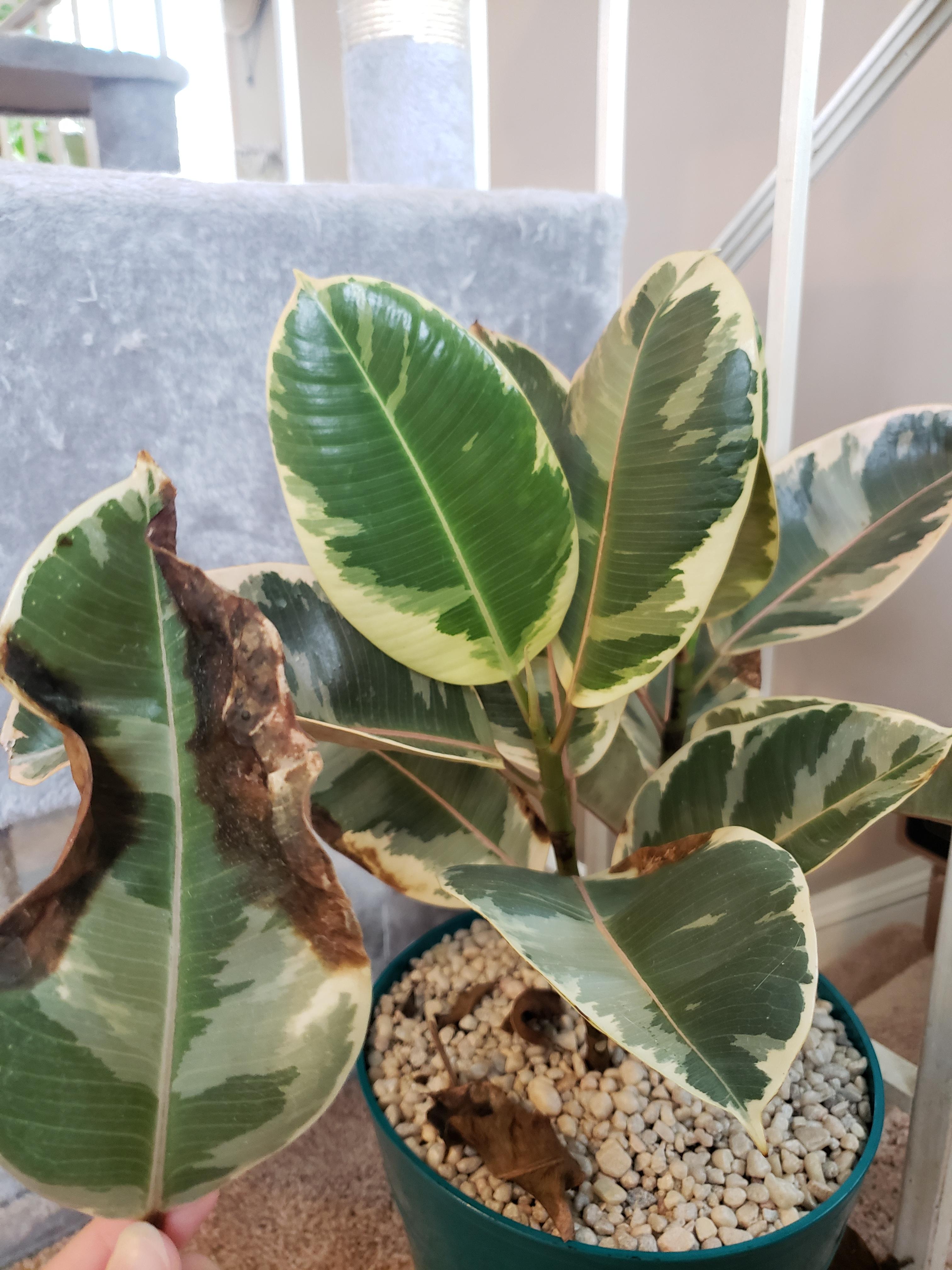 HELP!! Ficus tineke's leaves are turning brown and dropping. r