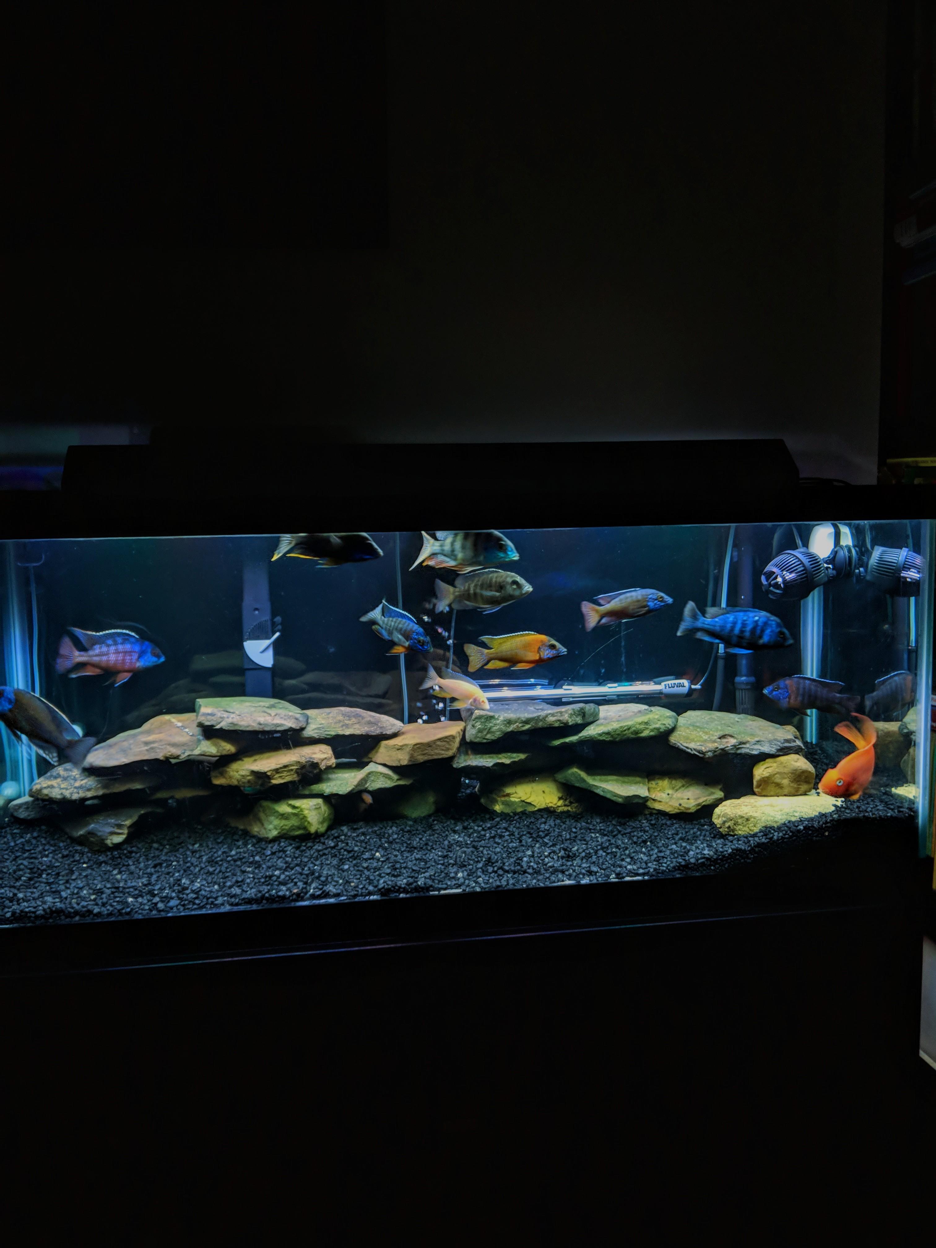 Check out my new rock scape! Pulled these out of the local stream (yes