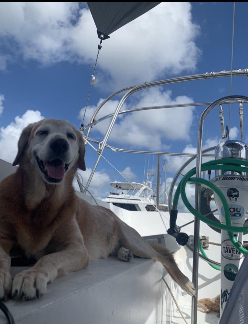 Dogs on sailboats?! r/sailing