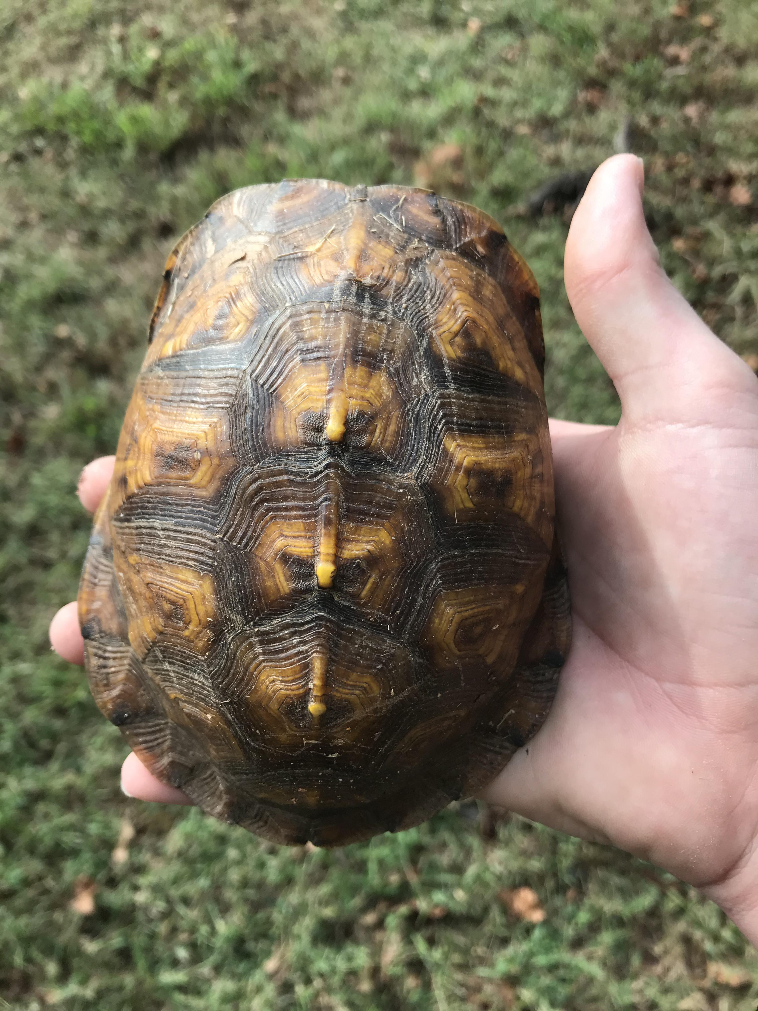 Took this box turtle away from a dog r/herpetology