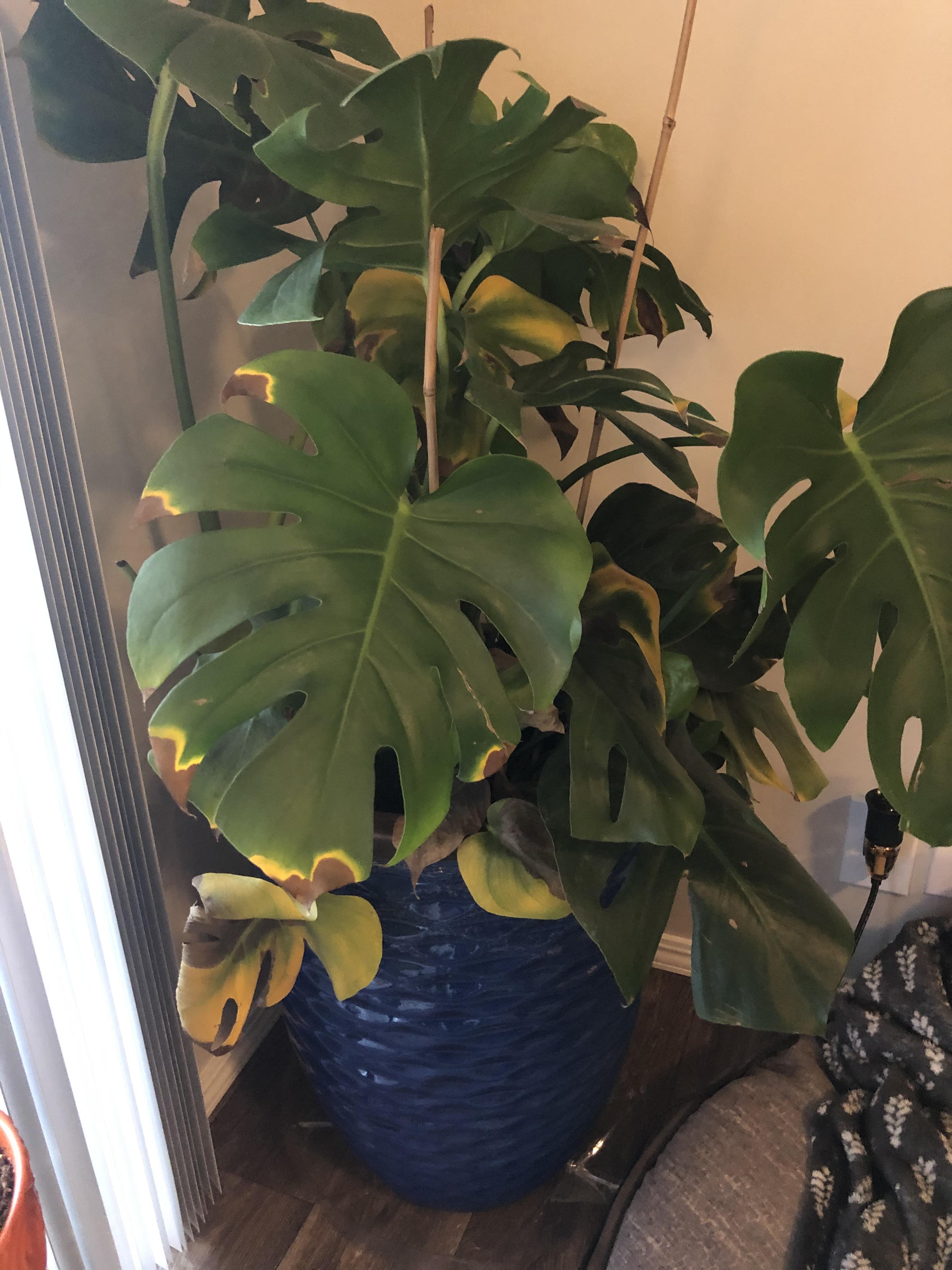 Please Help with my monstera! Am I over watering, too much sun?? Thank