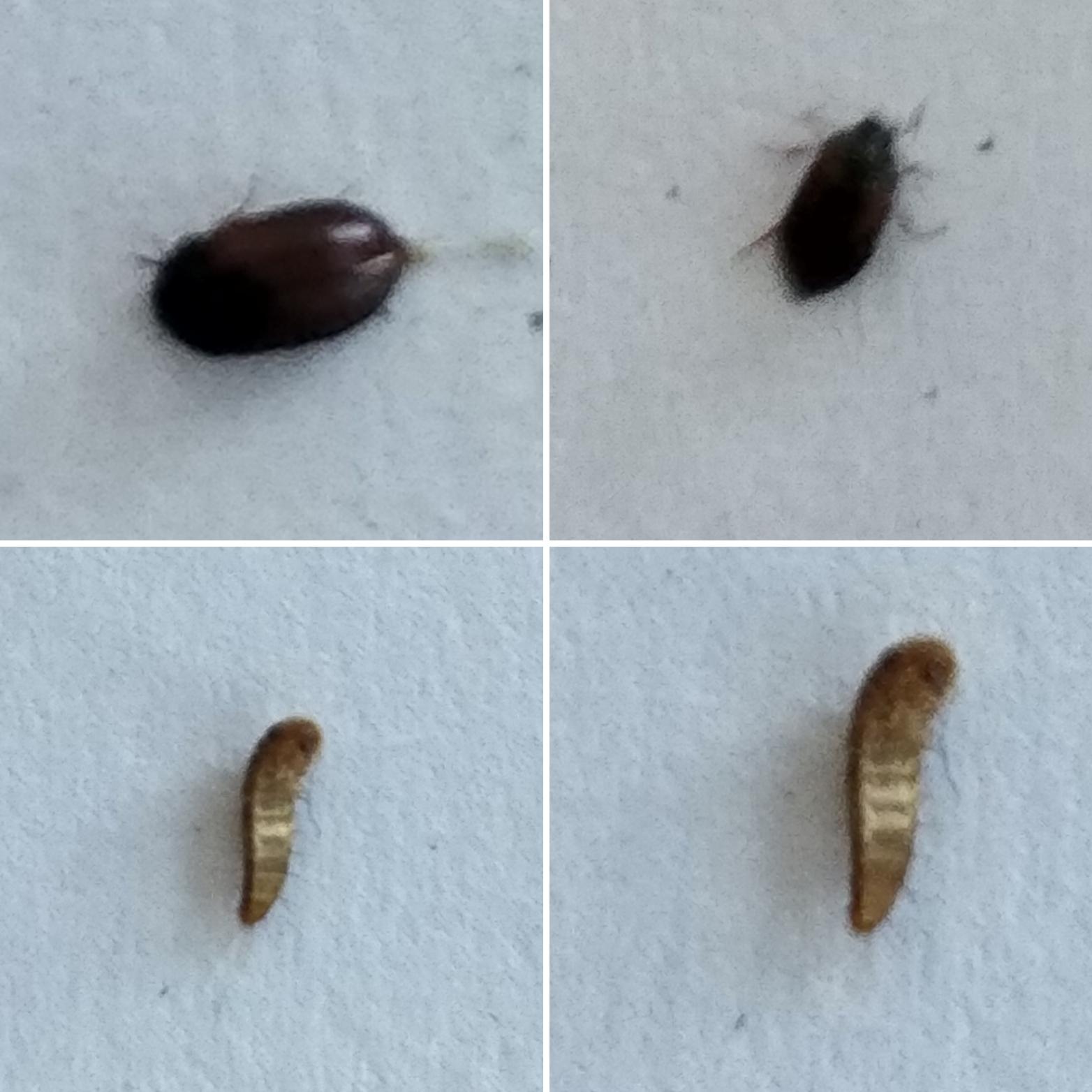 What type of bug /beetle is this? Bed bugs or sow bugs or something